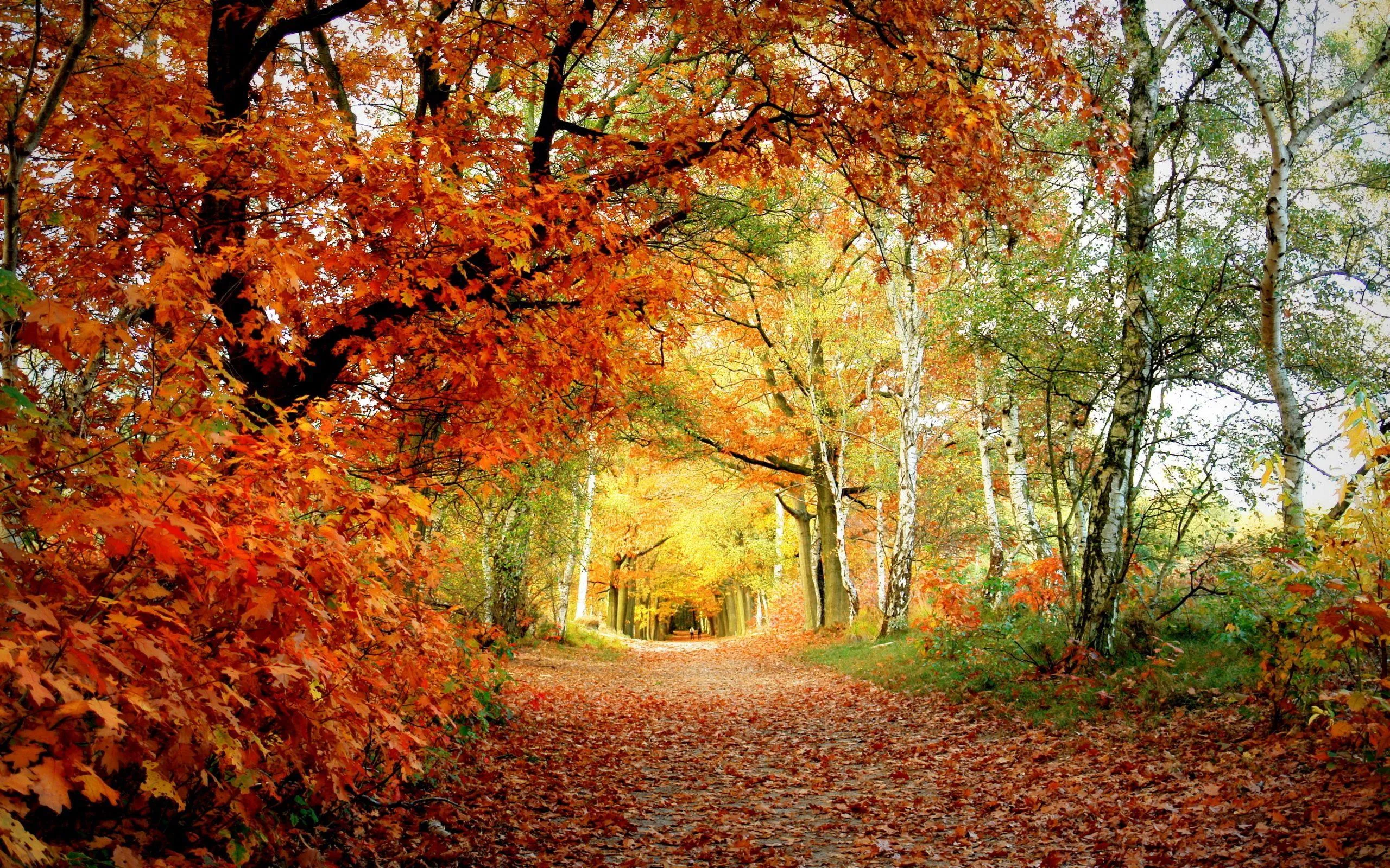 Autumn Forest Trail Covered with Fallen Colorful Leaves