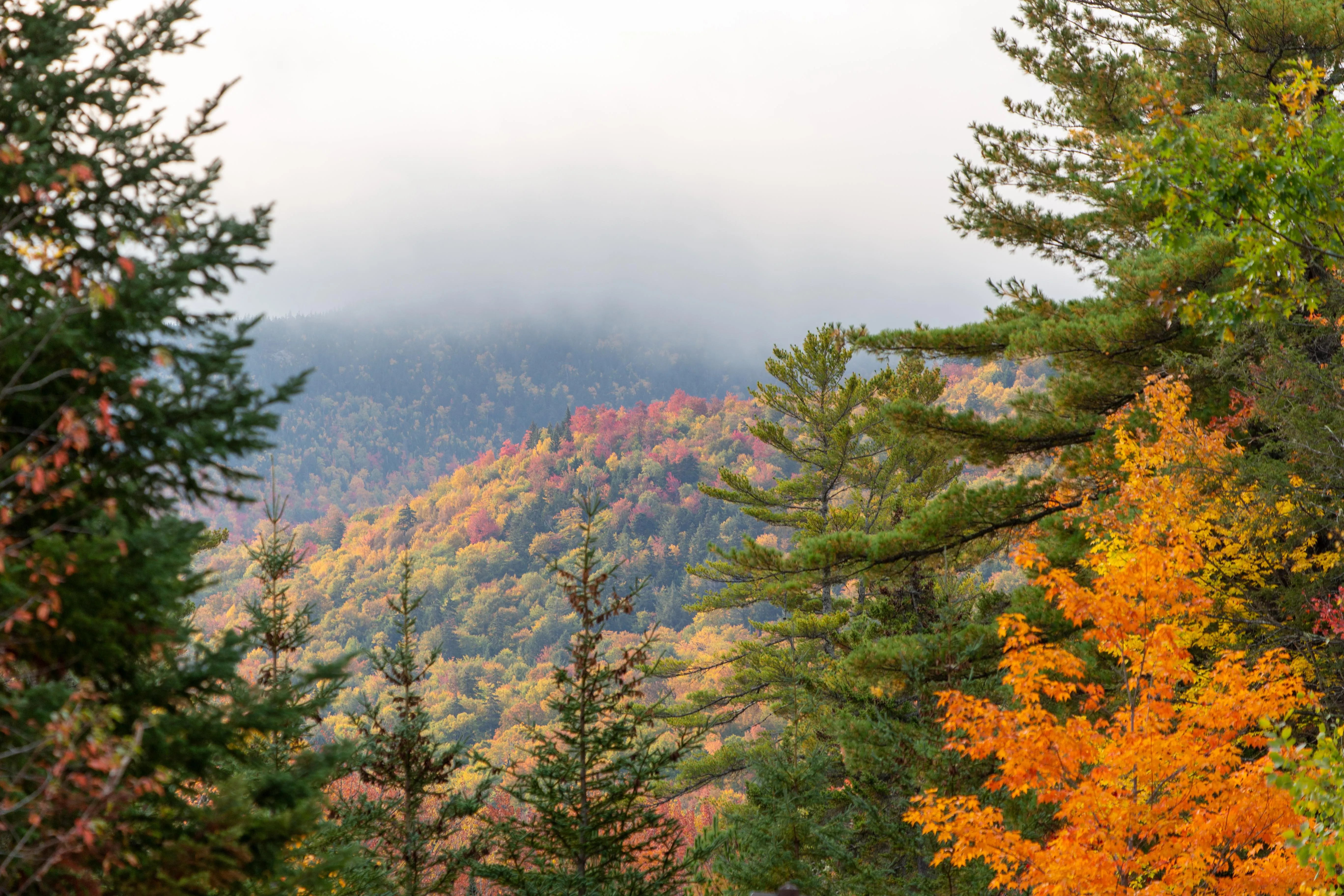 Autumn Forest with Colorful Orange and Yellow Leaves