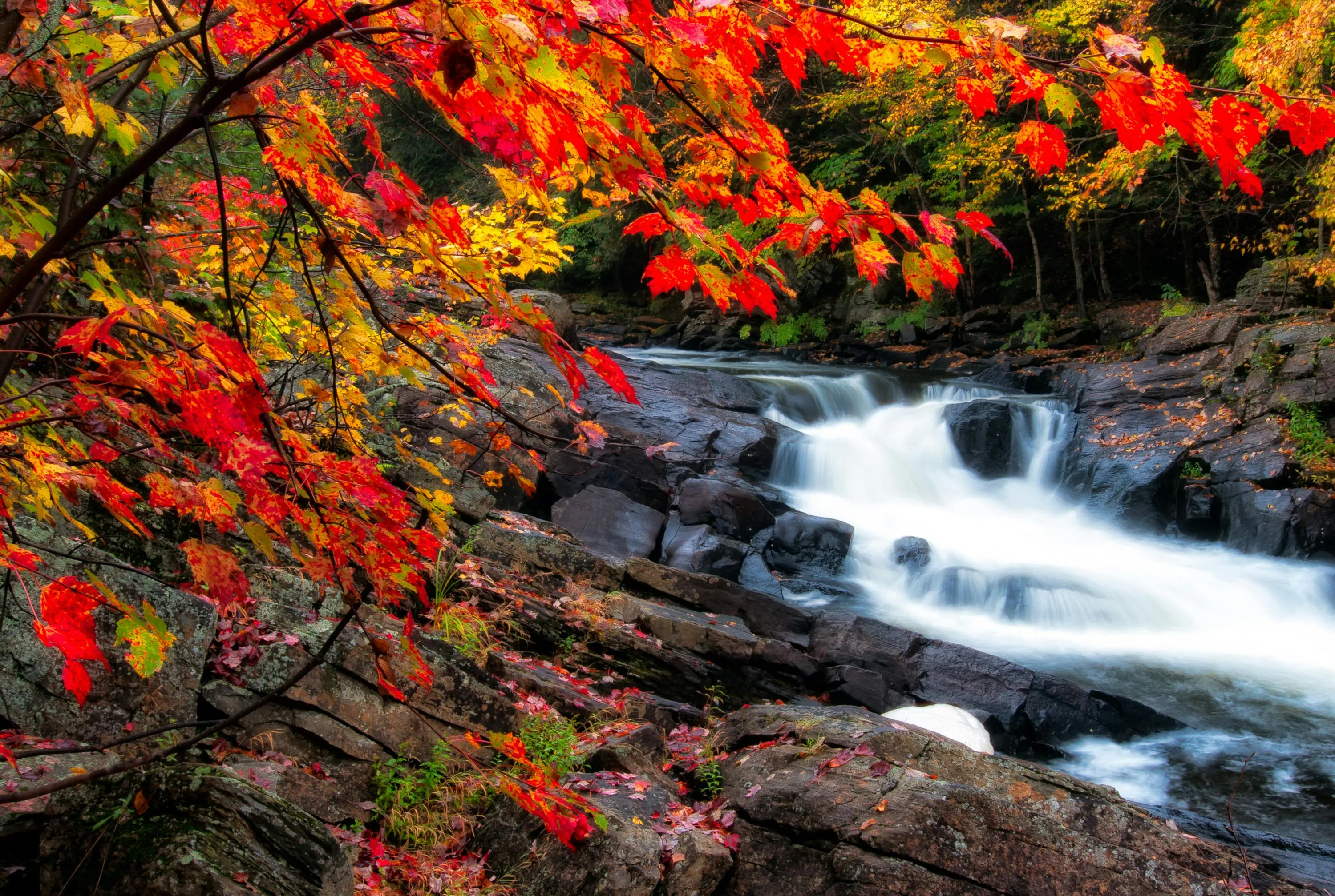 Autumn Leaves Above the River Flowing Through Rocky Woods