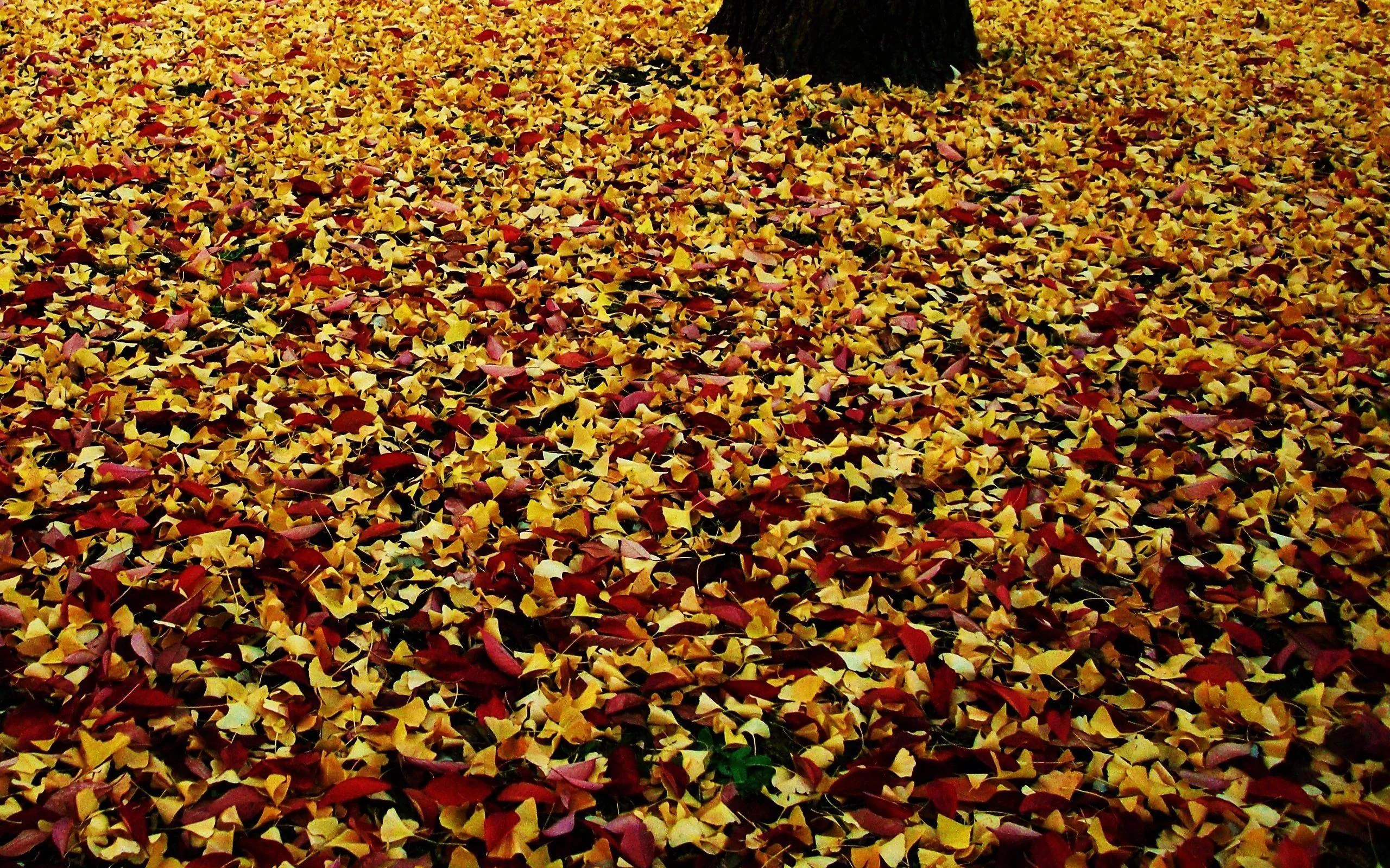 Autumn leaves covering the ground in a dense golden forest