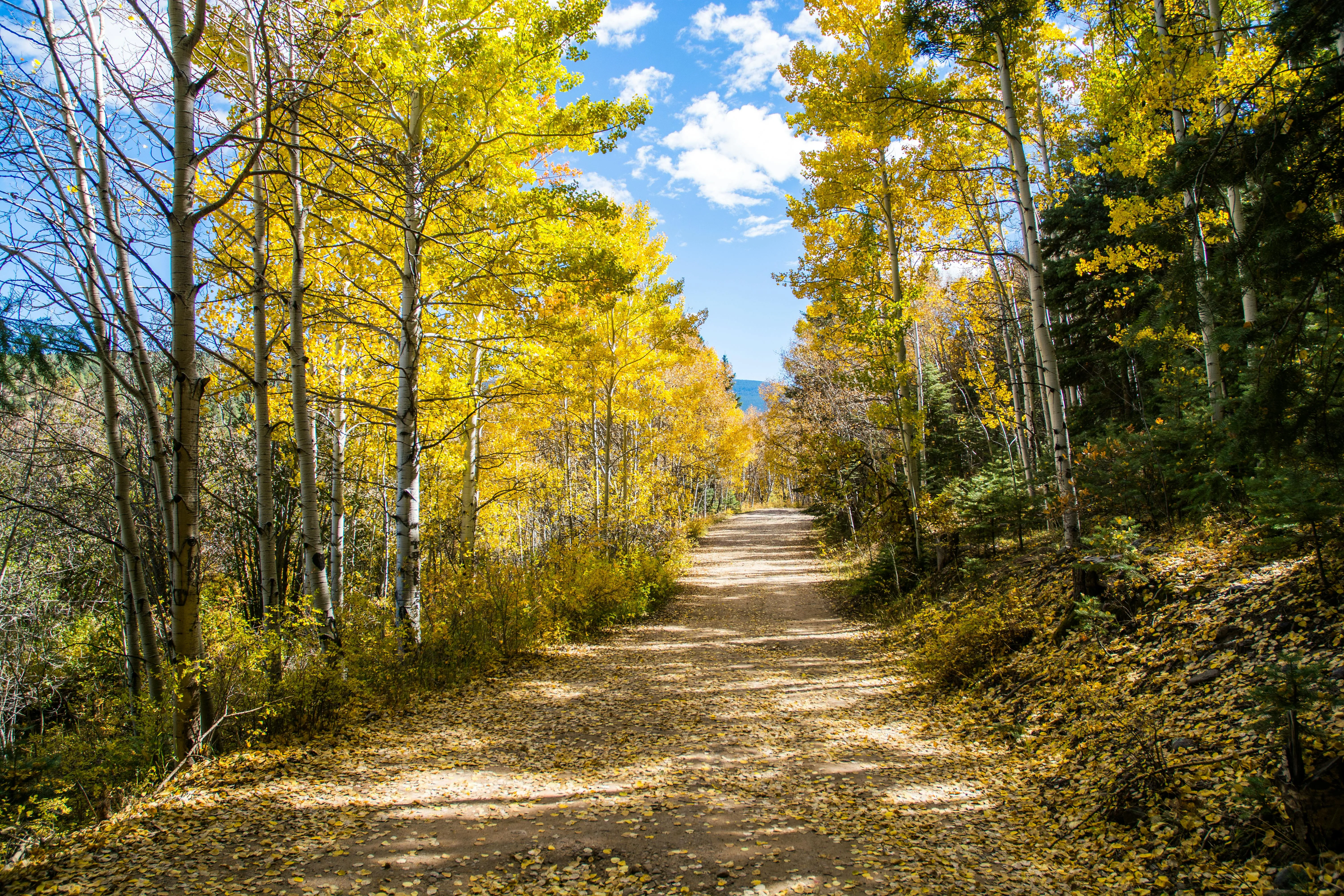 Autumn Leaves Line Both Sides of the Forest Pathway