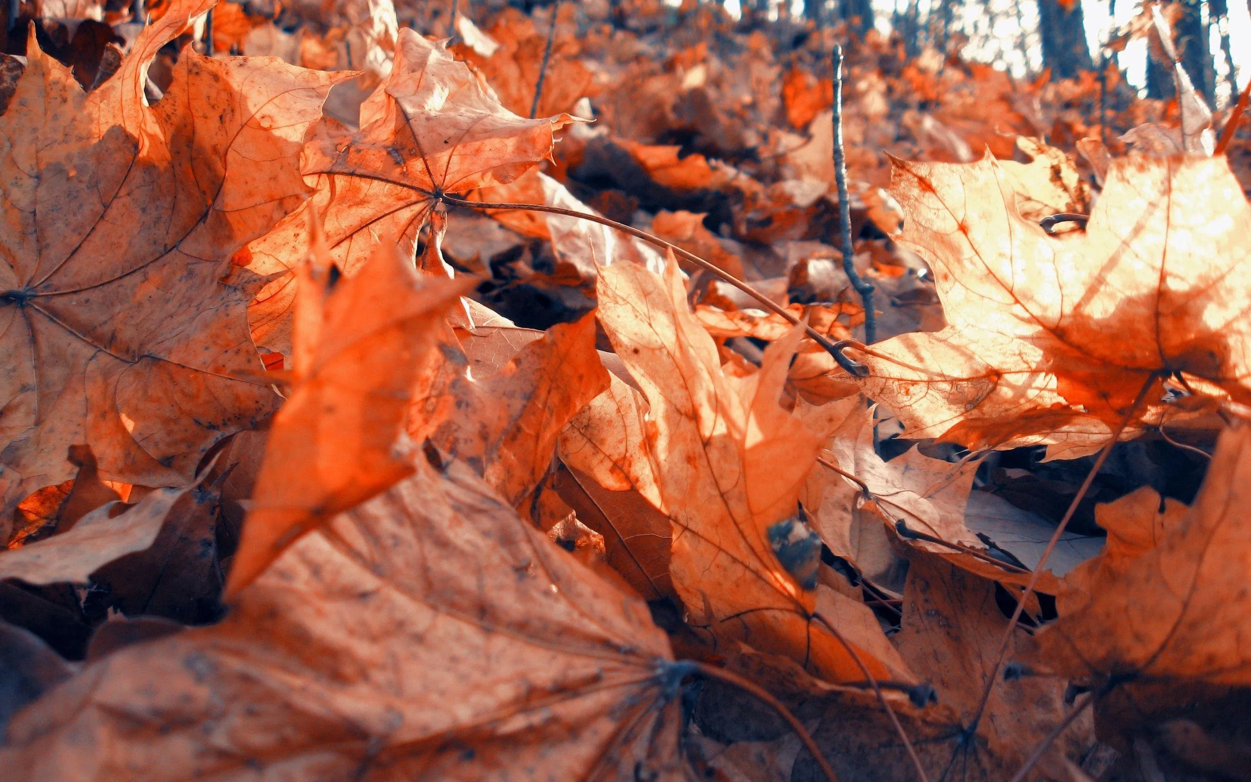 Autumn leaves on the ground covered in frost Wallpaper