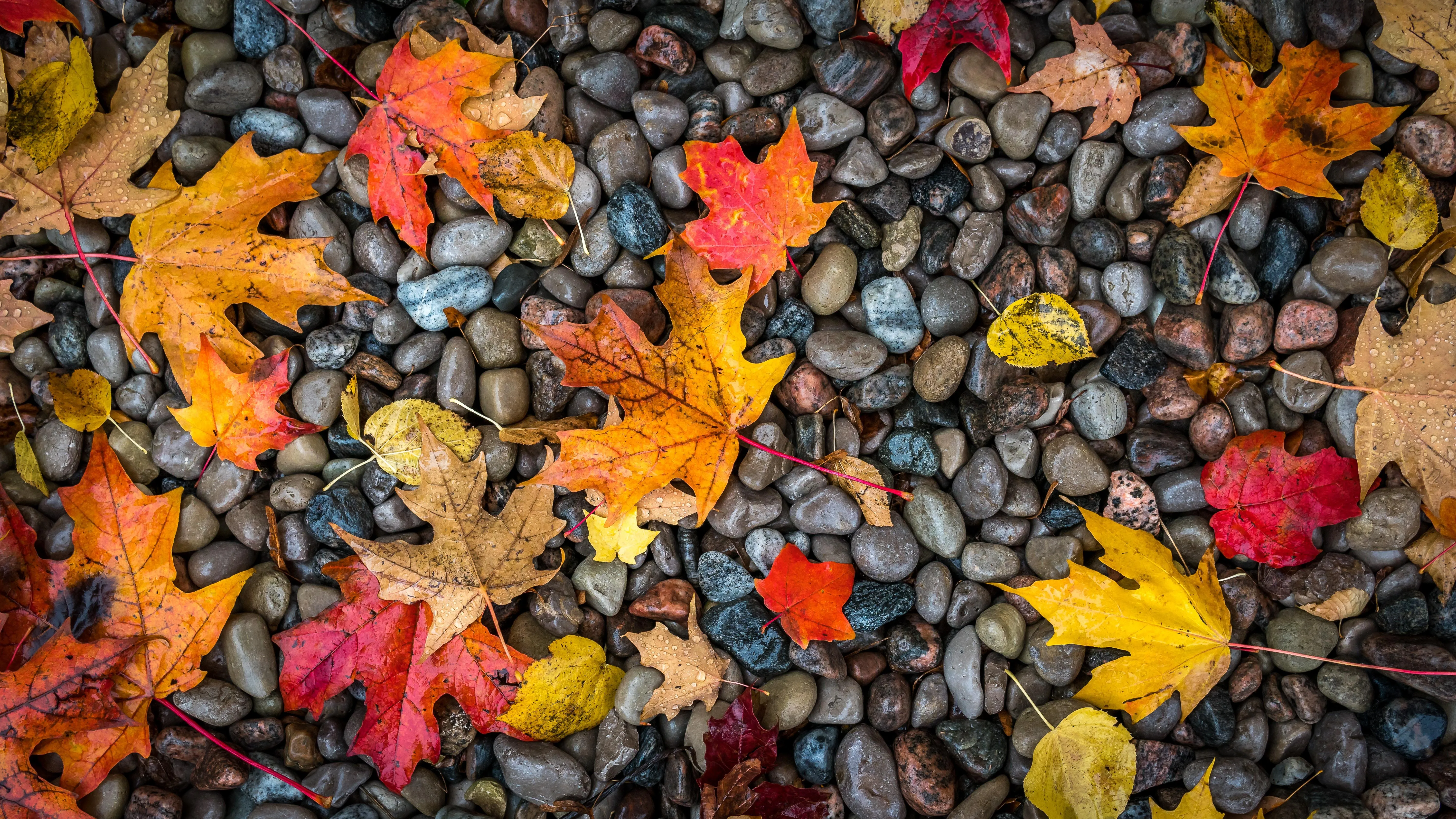 Autumn leaves scattered on forest floor with vivid colors