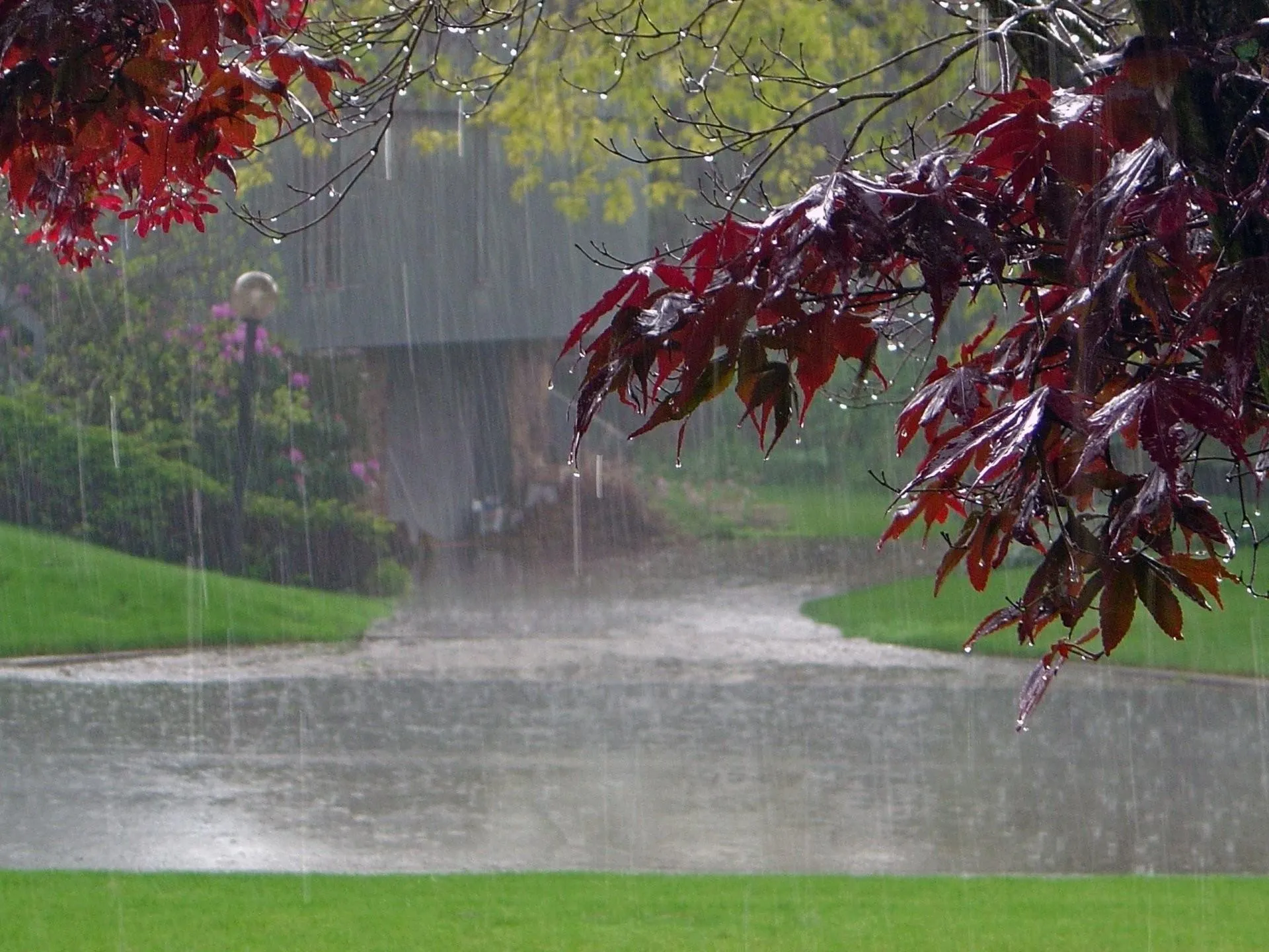 Autumn Park with Red Leaves and Rainy Misty Morning