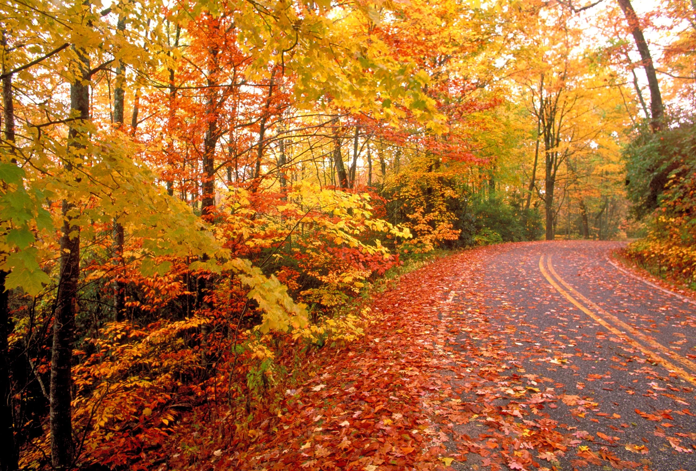 Autumn Road Covered in Fallen Leaves Through Colorful Trees