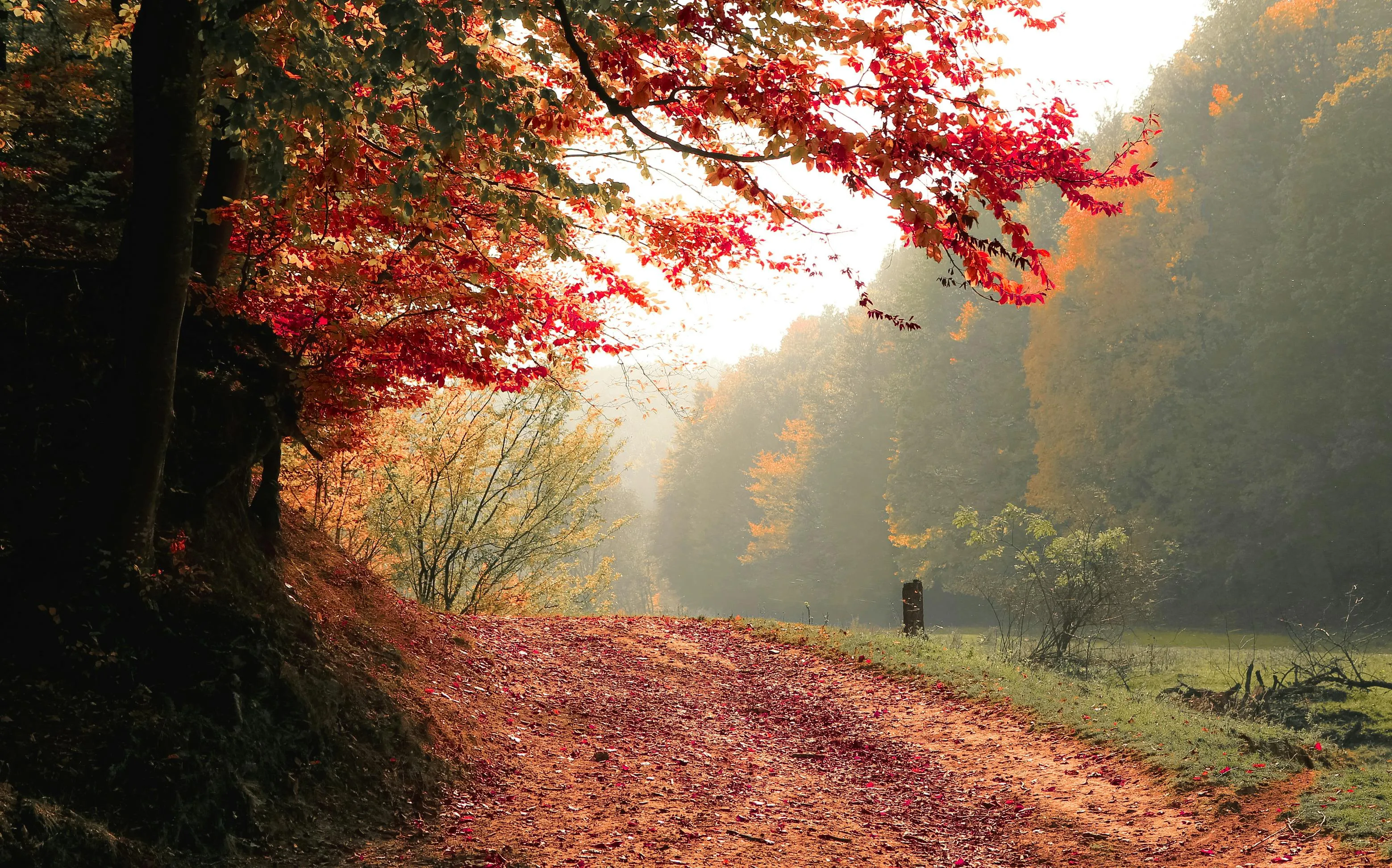 Autumn Sunlight Glows Through Red Leaves in a Quiet Forest