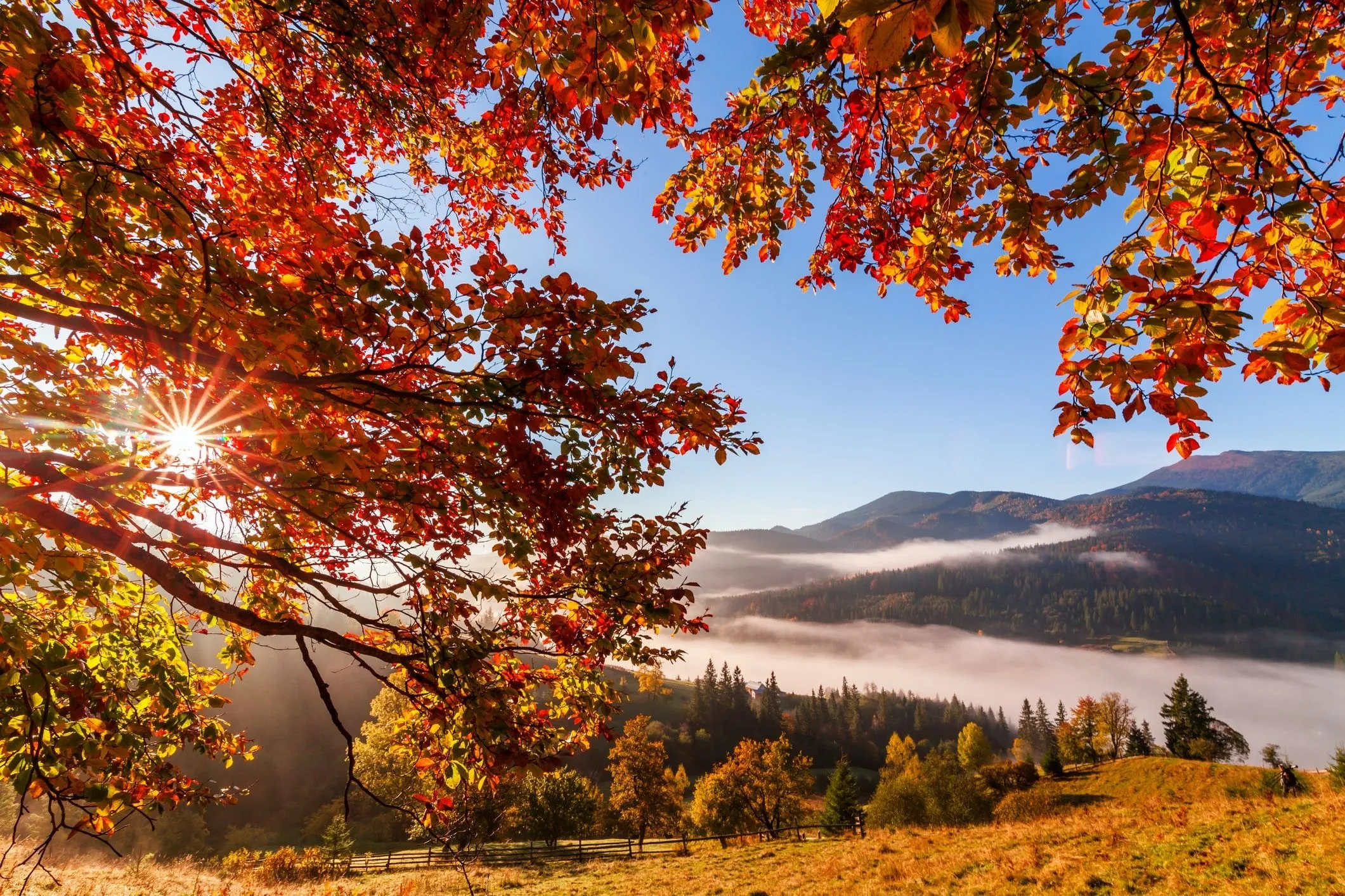 Autumn Tree with Red Leaves Overlooking a Peaceful Valley