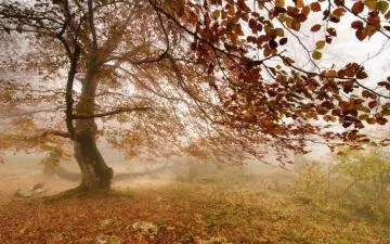 Autumn Tree Surrounded By Mist and Fallen Leaves Image
