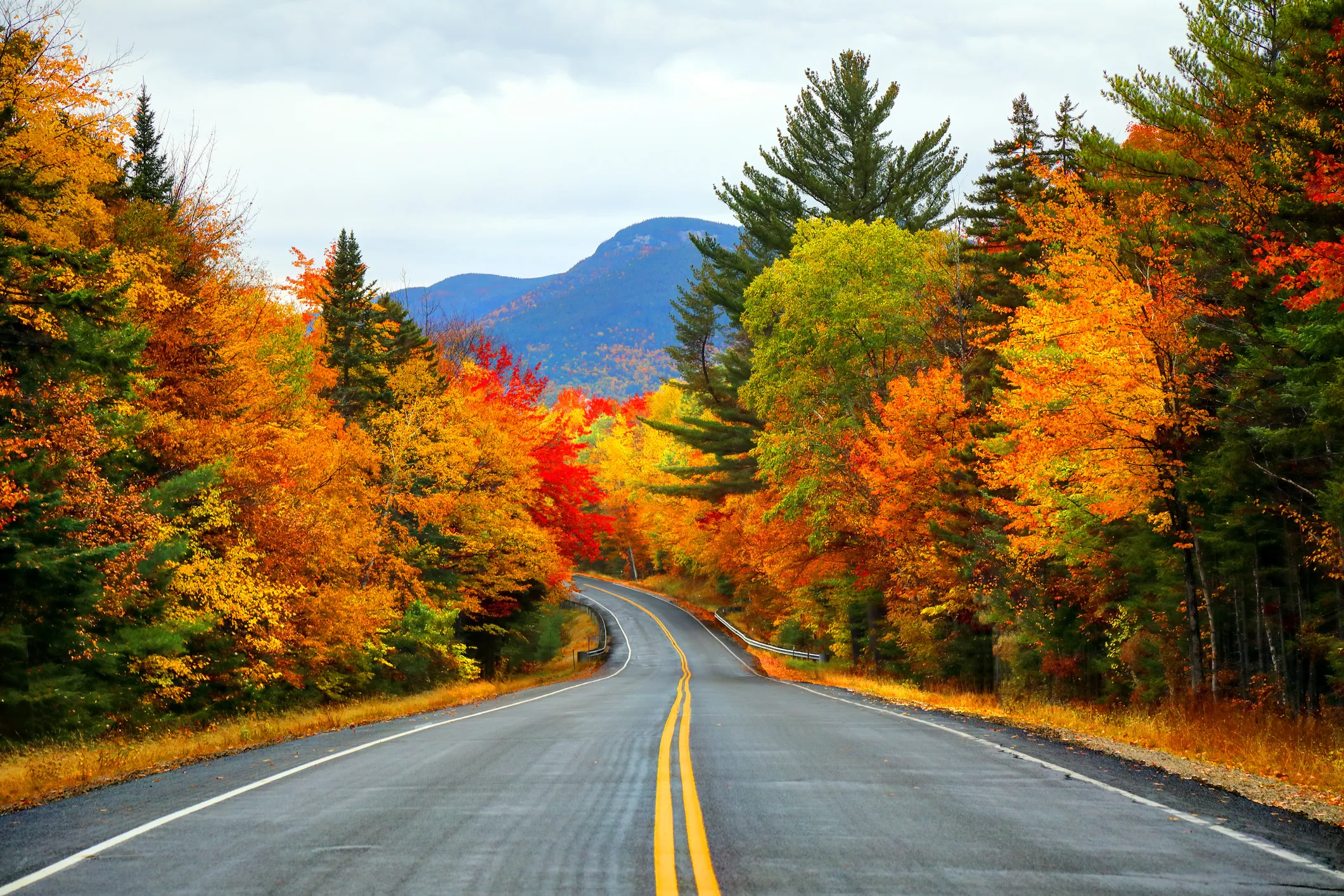 Autumn Trees Line a Quiet Road with Mountains Free Wallpaper