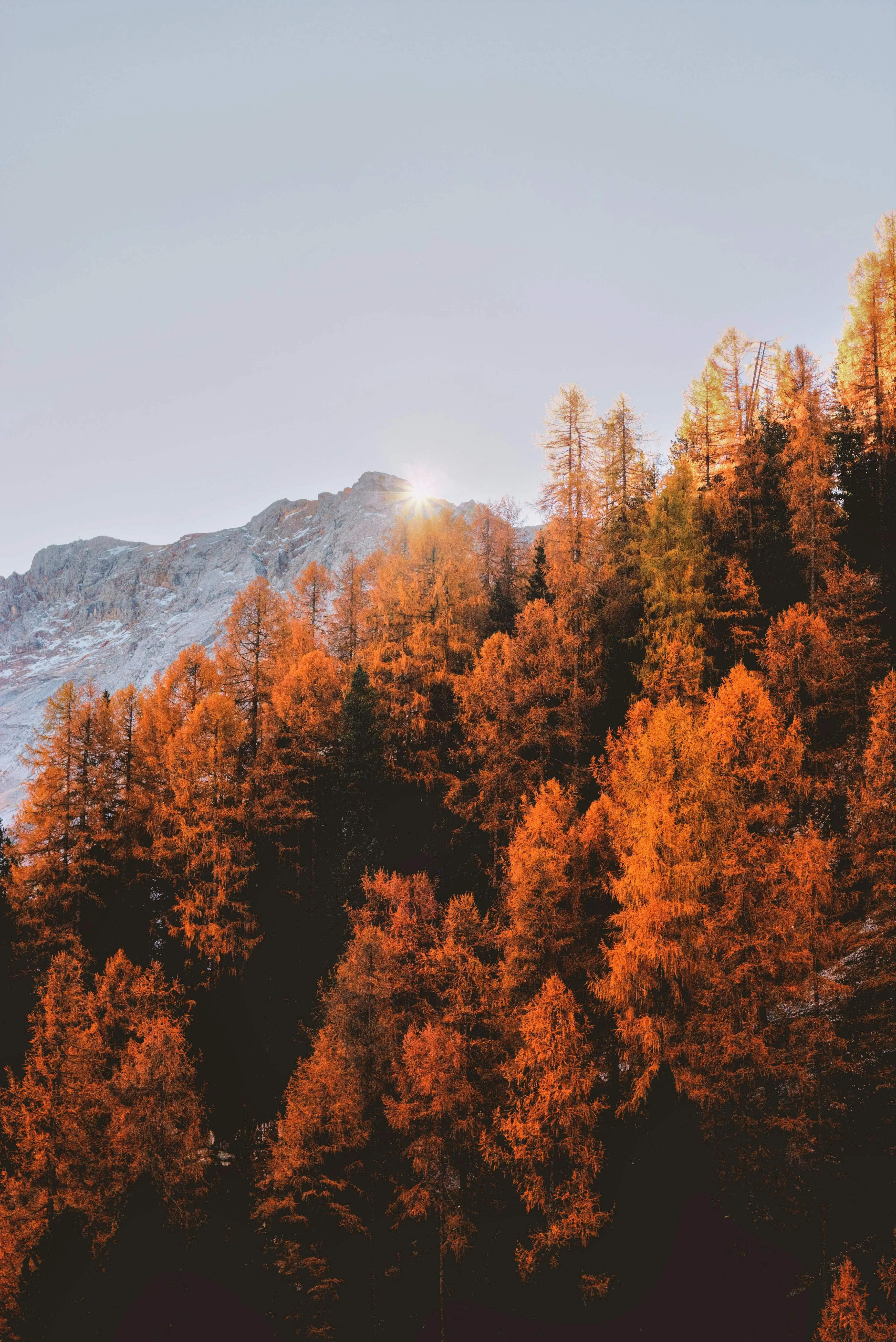 Autumn Trees on a Mountain Slope with Distant Rocky Peaks