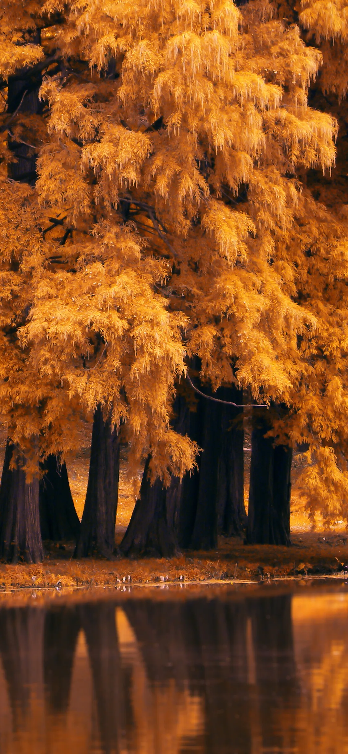 Autumn Trees Reflecting on Still Lake Water in Golden Light