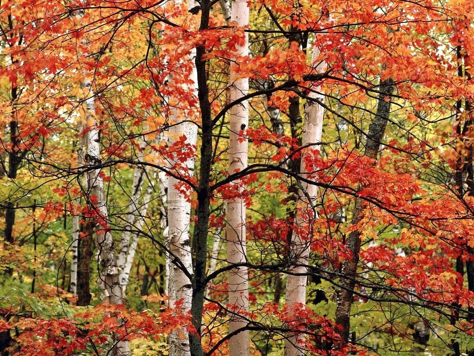 Autumn trees with orange and red leaves in forest Wallpaper