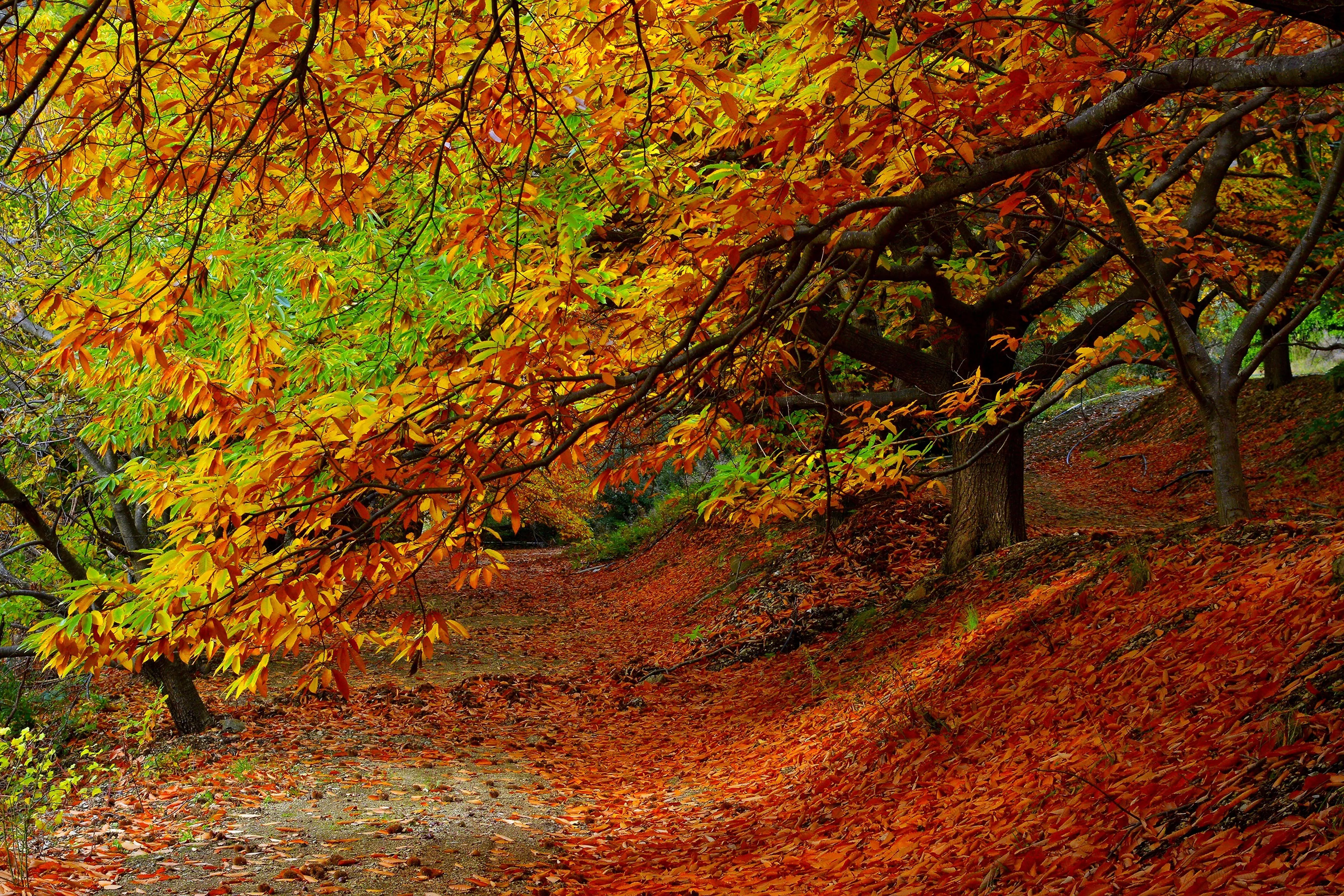 Autumn trees with red leaves in forest trail Wallpaper