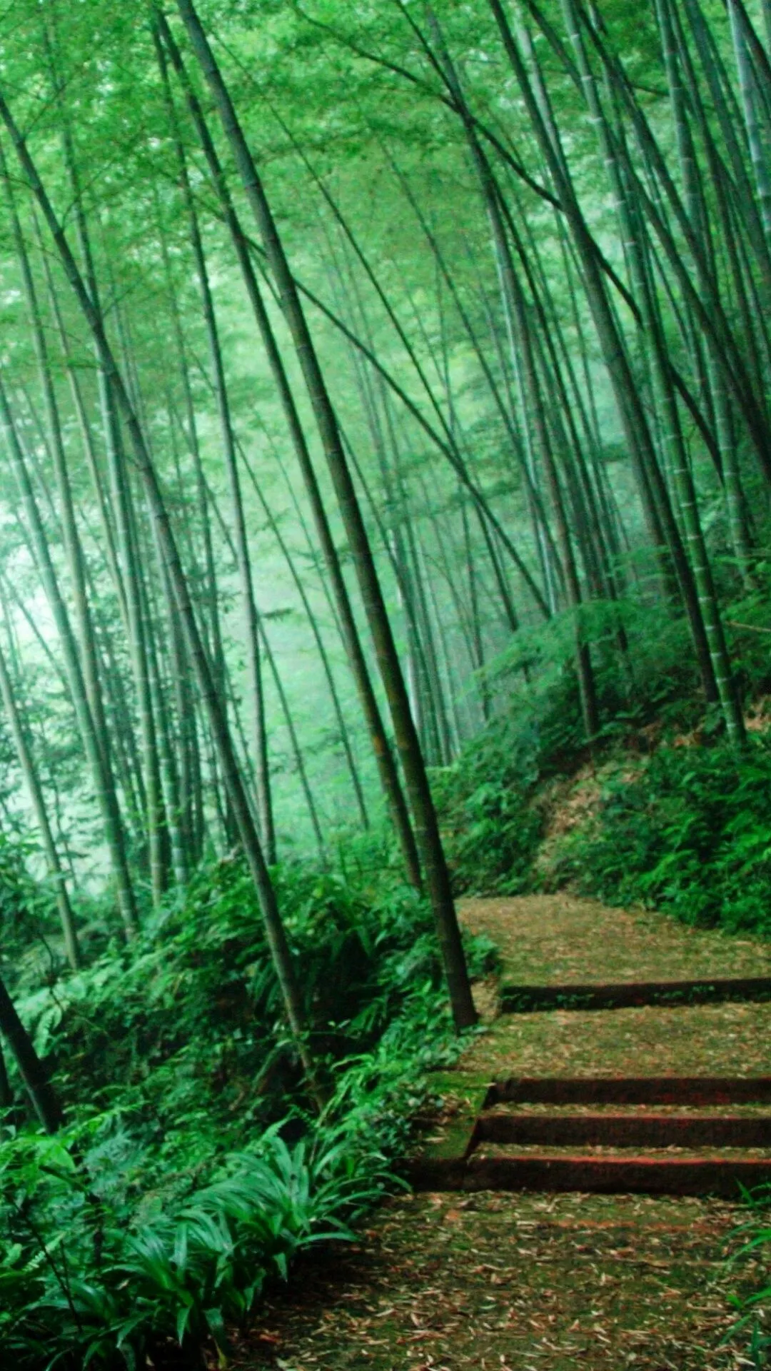 Bamboo Forest with Steps Leading Up a Green Leaves Wallpaper