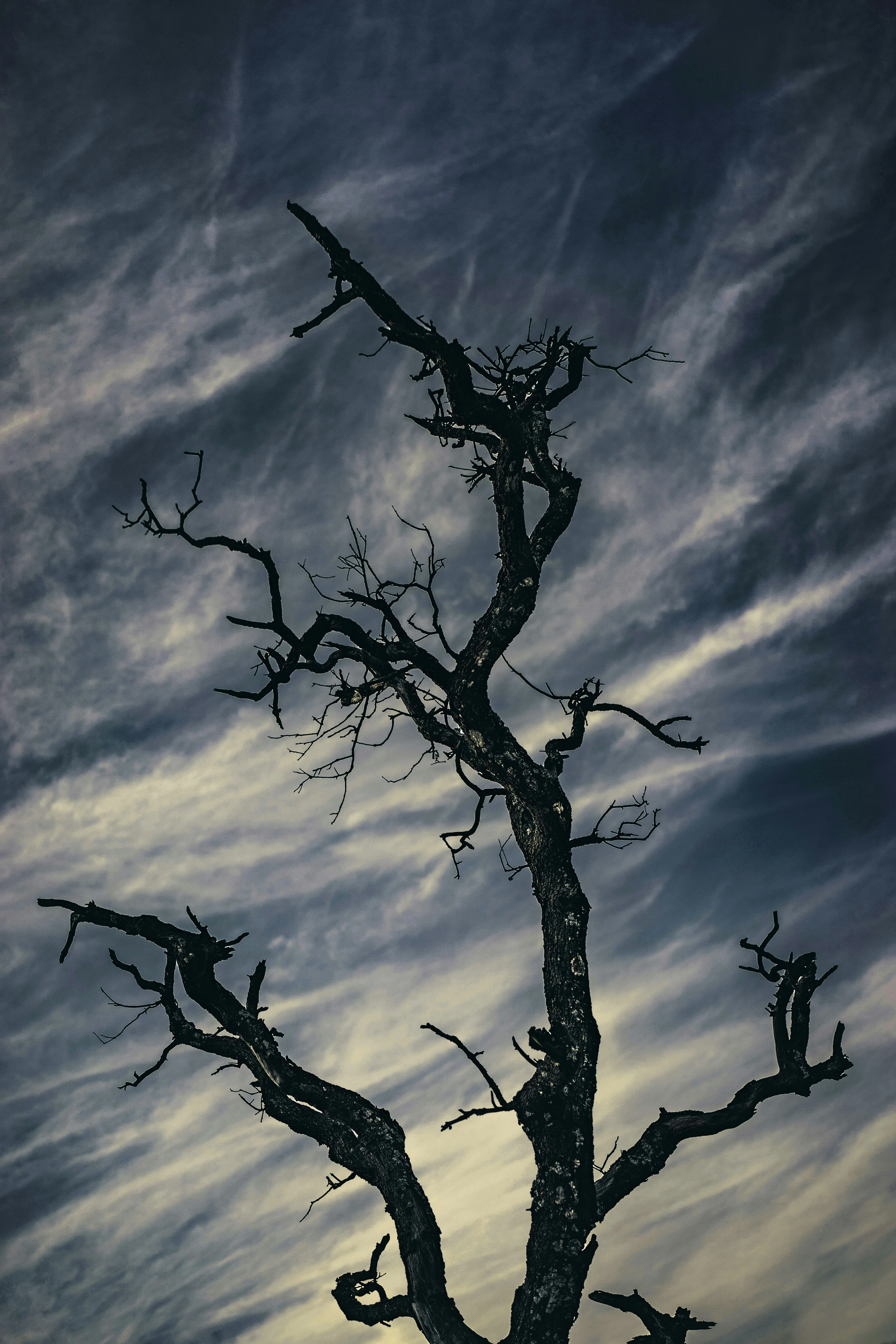 Bare Tree Silhouette Against Moody Cloudy Sky View Image