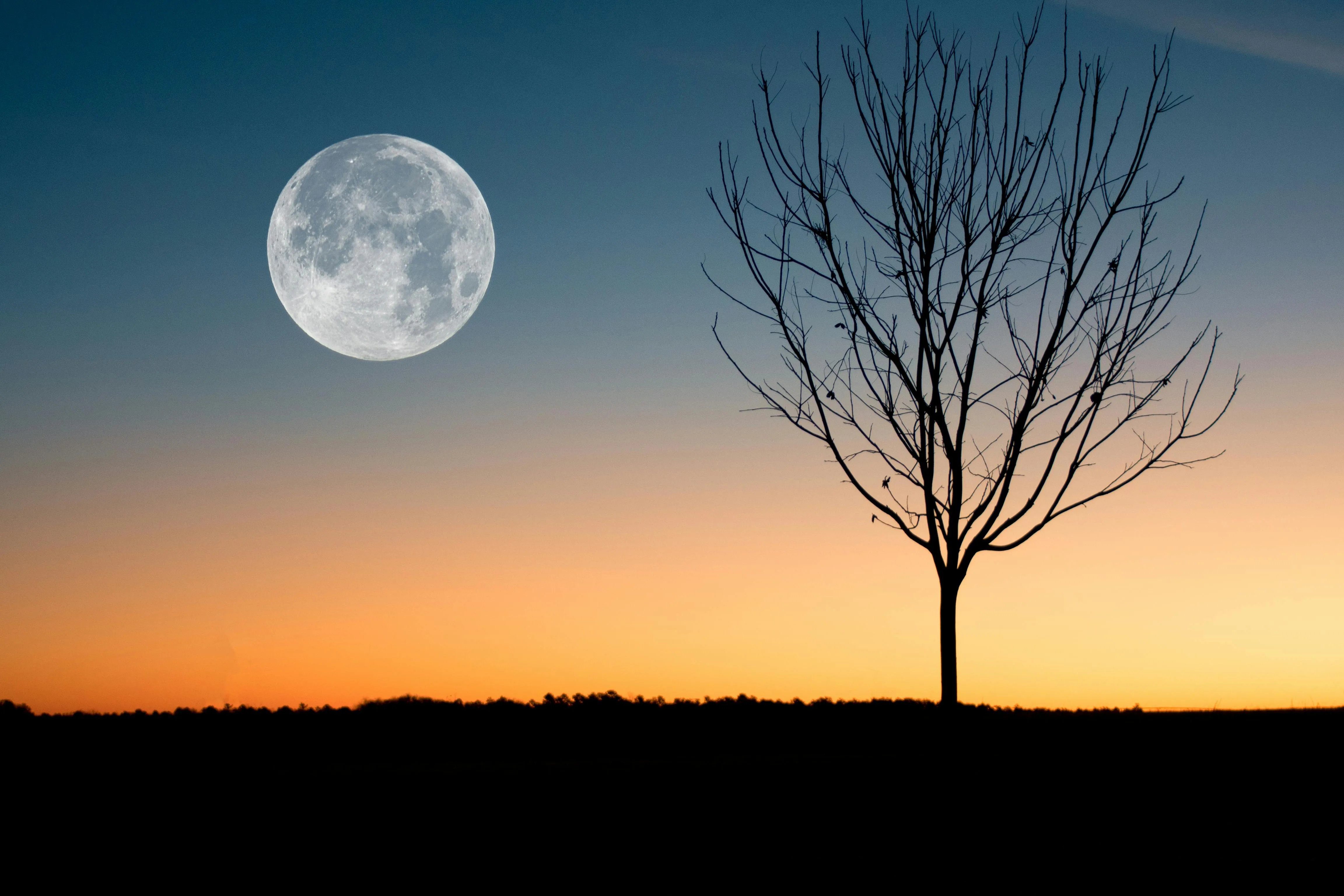 Bare Tree Silhouette Under the Full Moon at Twilight