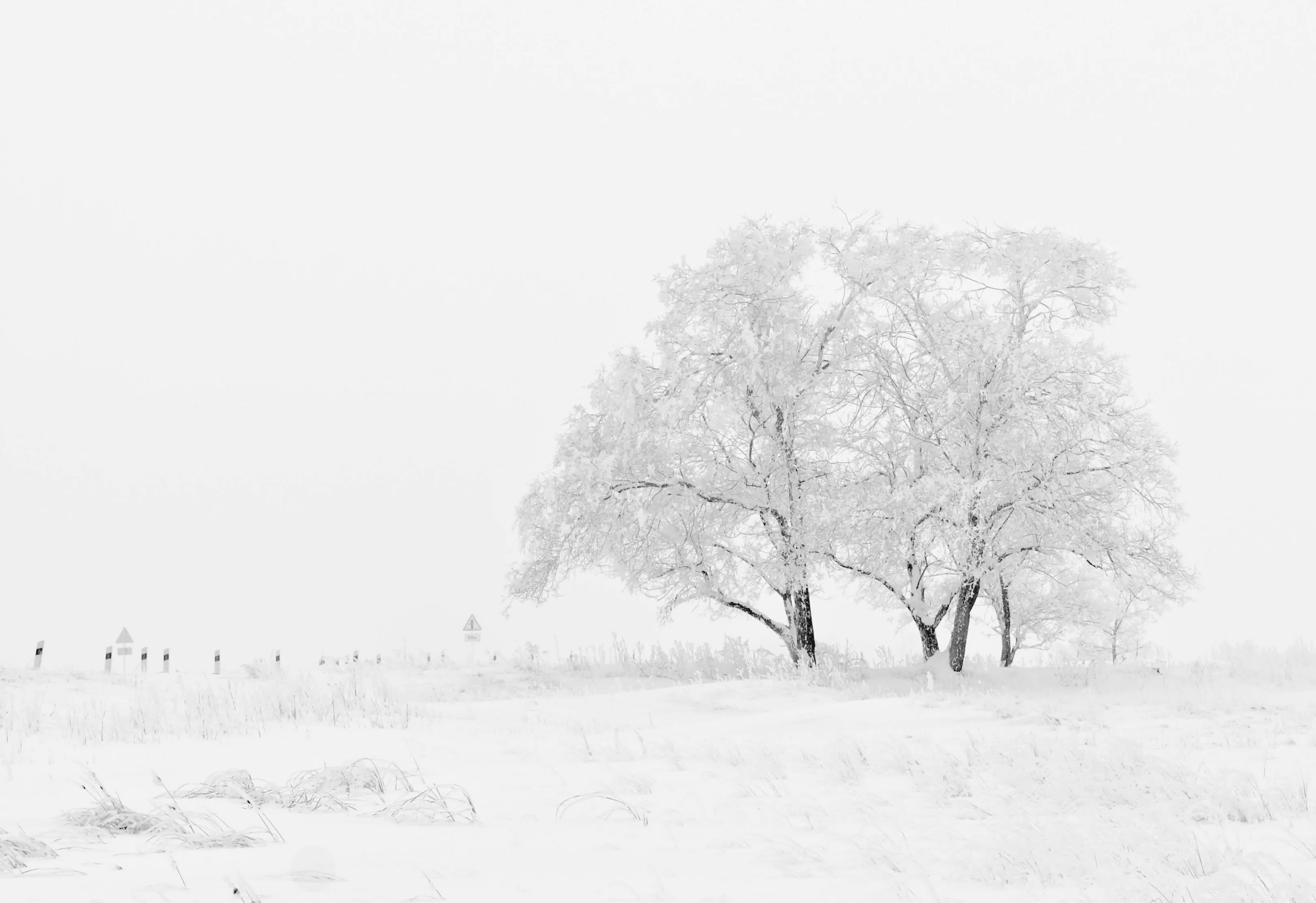Bare Trees Stand Silent in White Winter Landscape Wallpaper