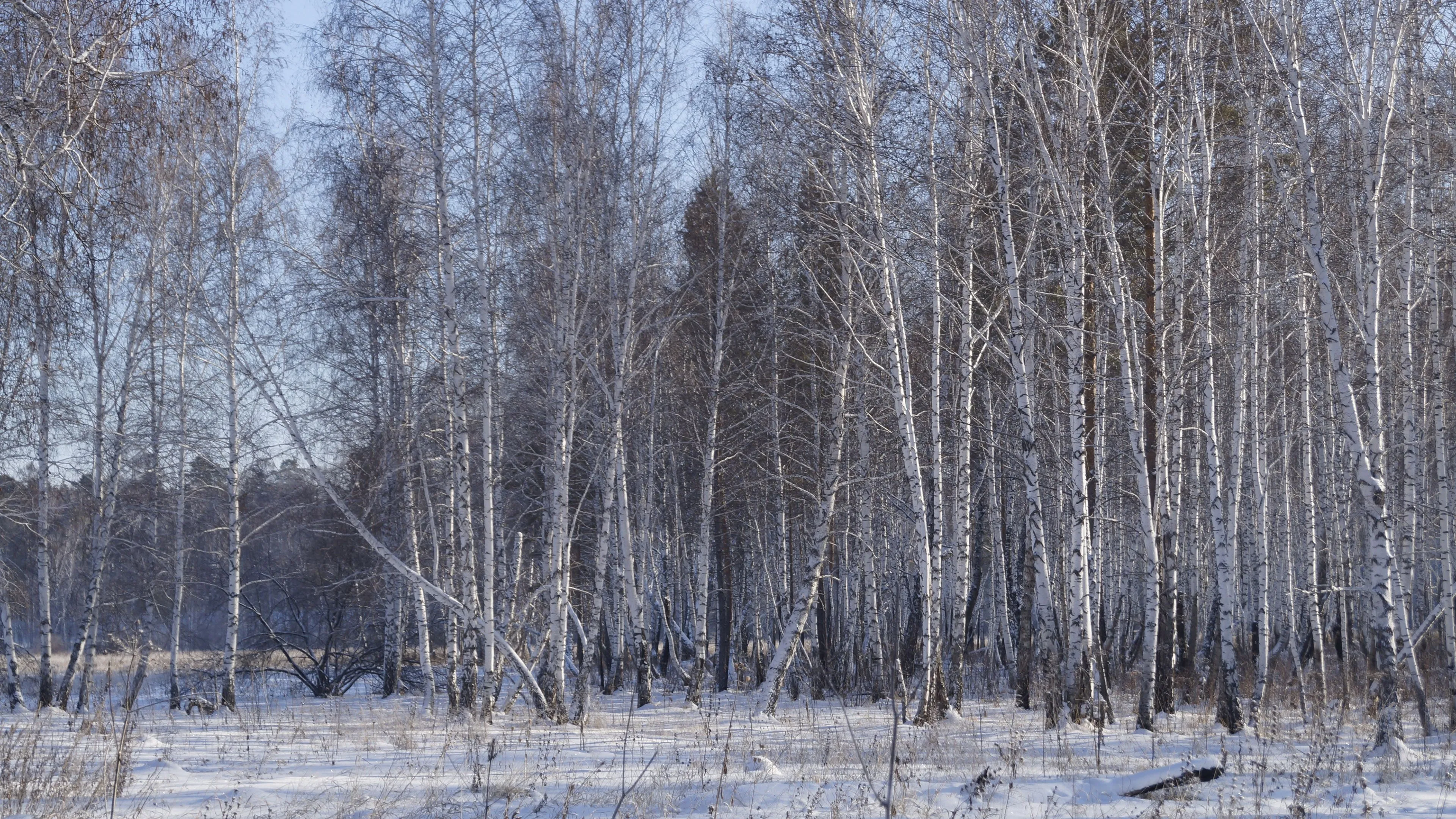Bare Winter Trees Lined Up in a Cold Empty Forest Wallpaper