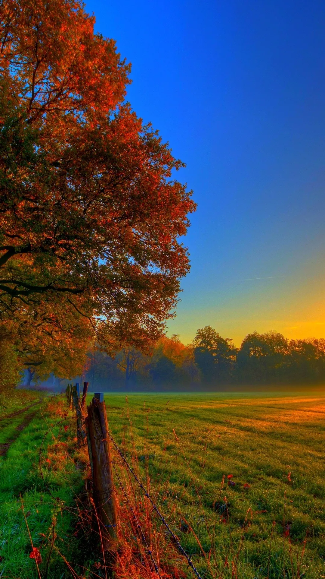 Beautiful Autumn Tree with Red Leaves Against a Blue Sky