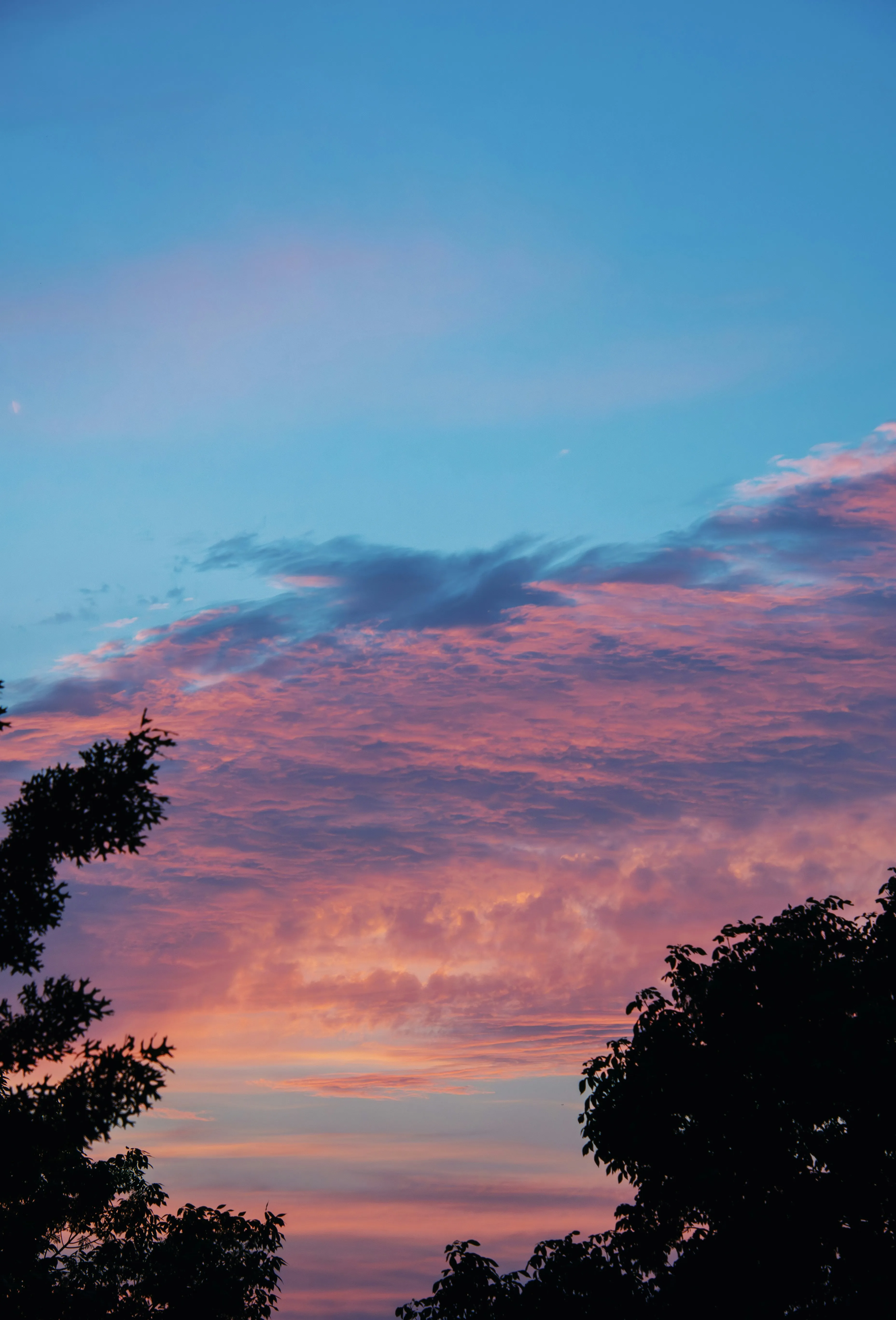 Beautiful Pink and Blue Sunset Sky Behind Tree Silhouettes