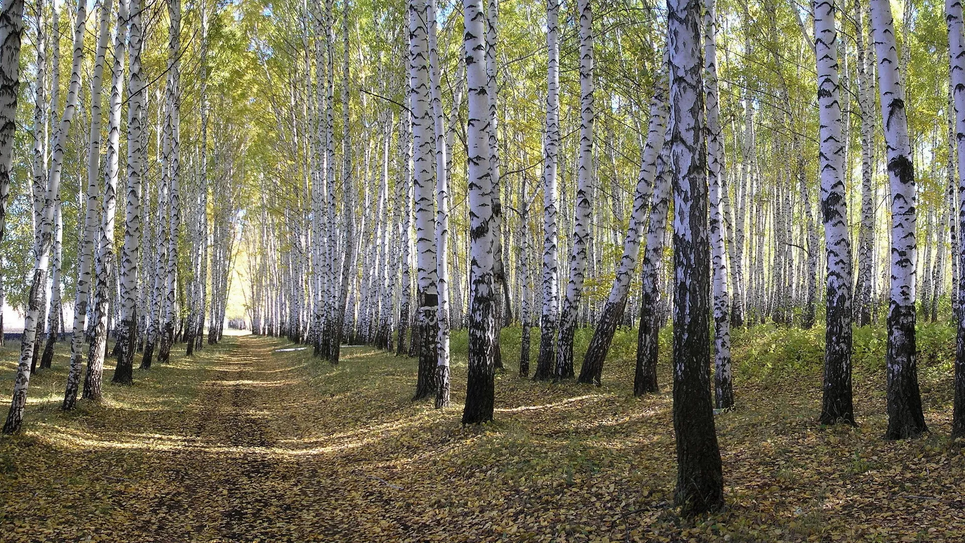 Birch Forest with Long Shadows on a Sunny Autumn Day