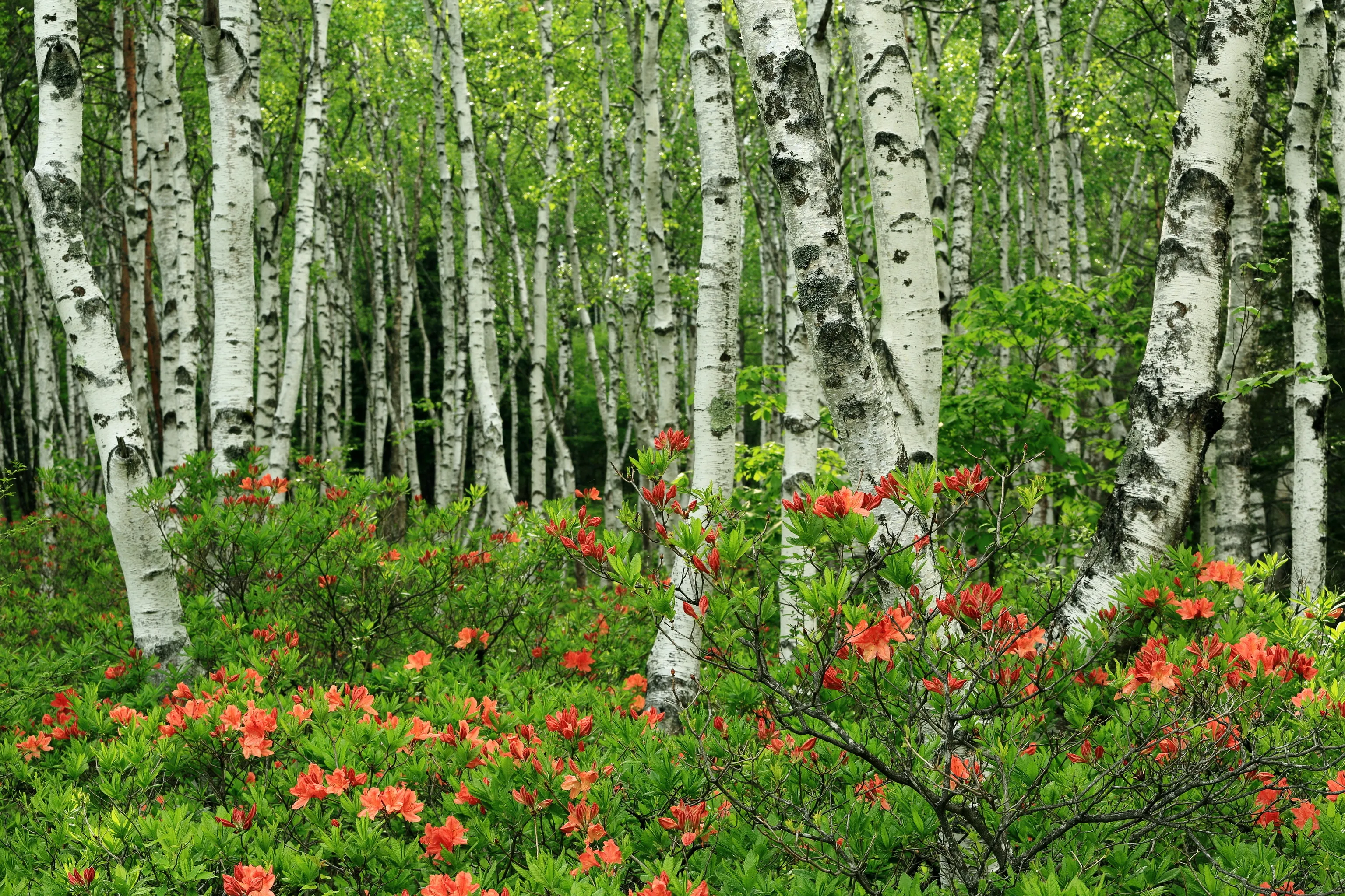 Birch Tree Forest with Red Flowers Blooming on Green Ground
