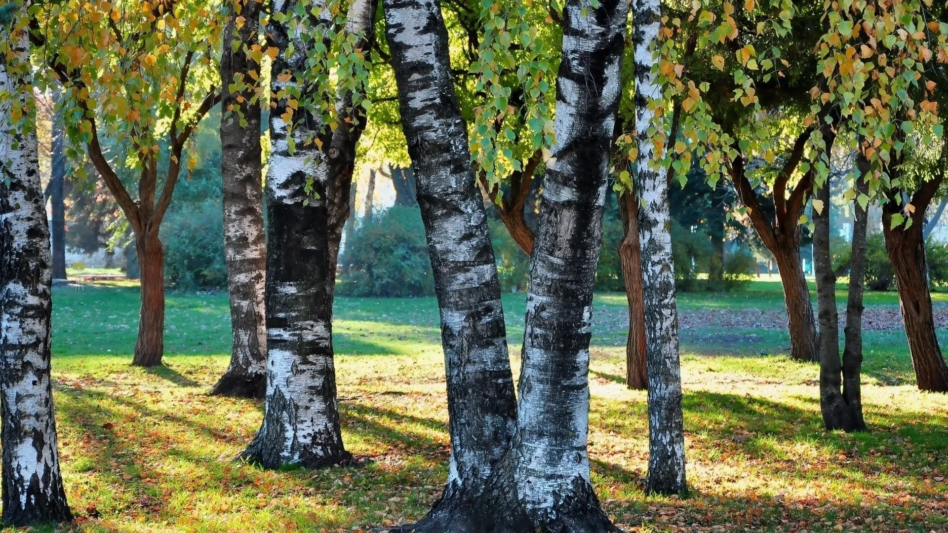 Birch Tree Trunks in a Sunny Park with Green Grass Wallpaper