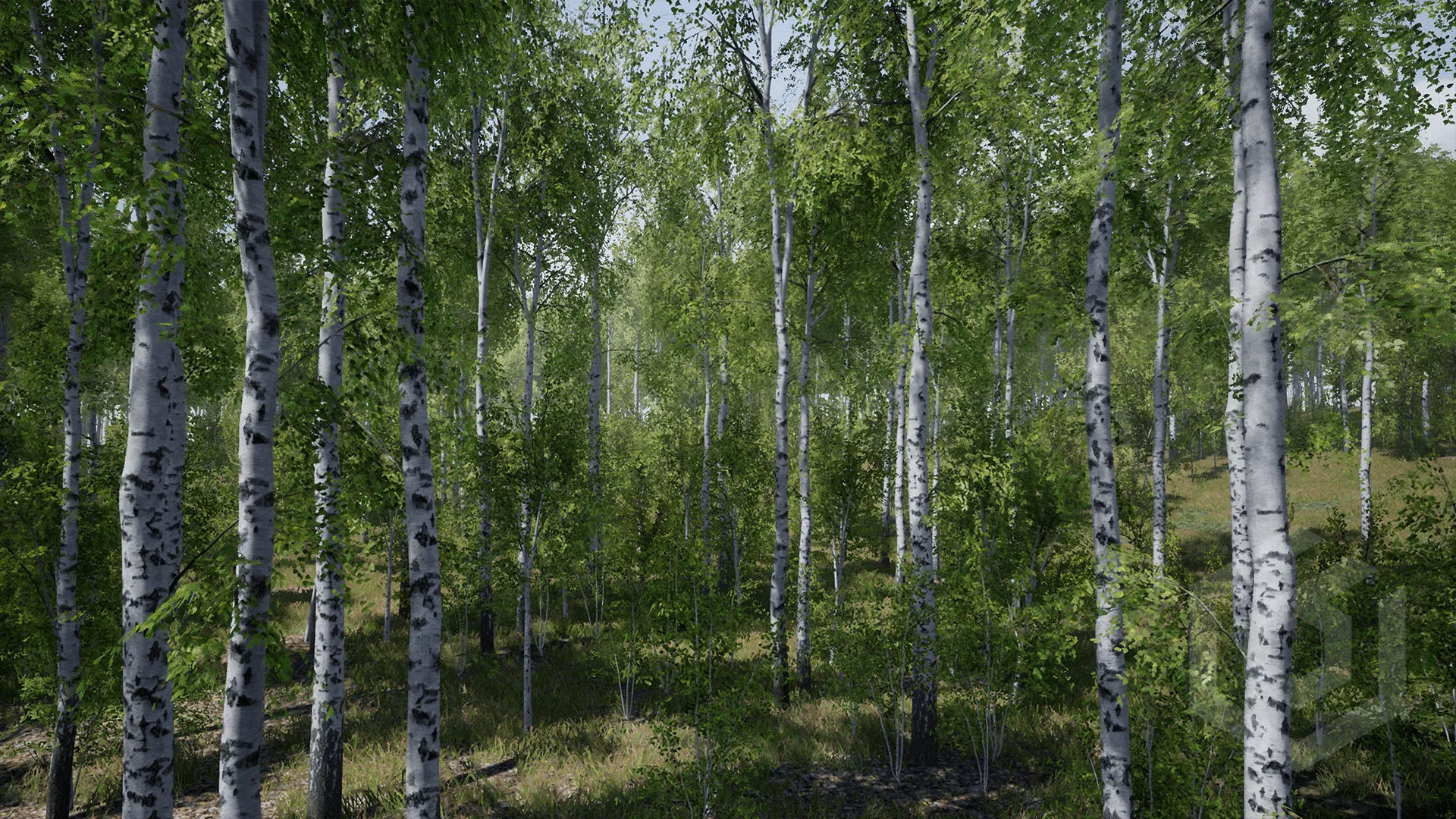 Birch Trees Stand Tall in a Quiet Sunlit Forest Wallpaper