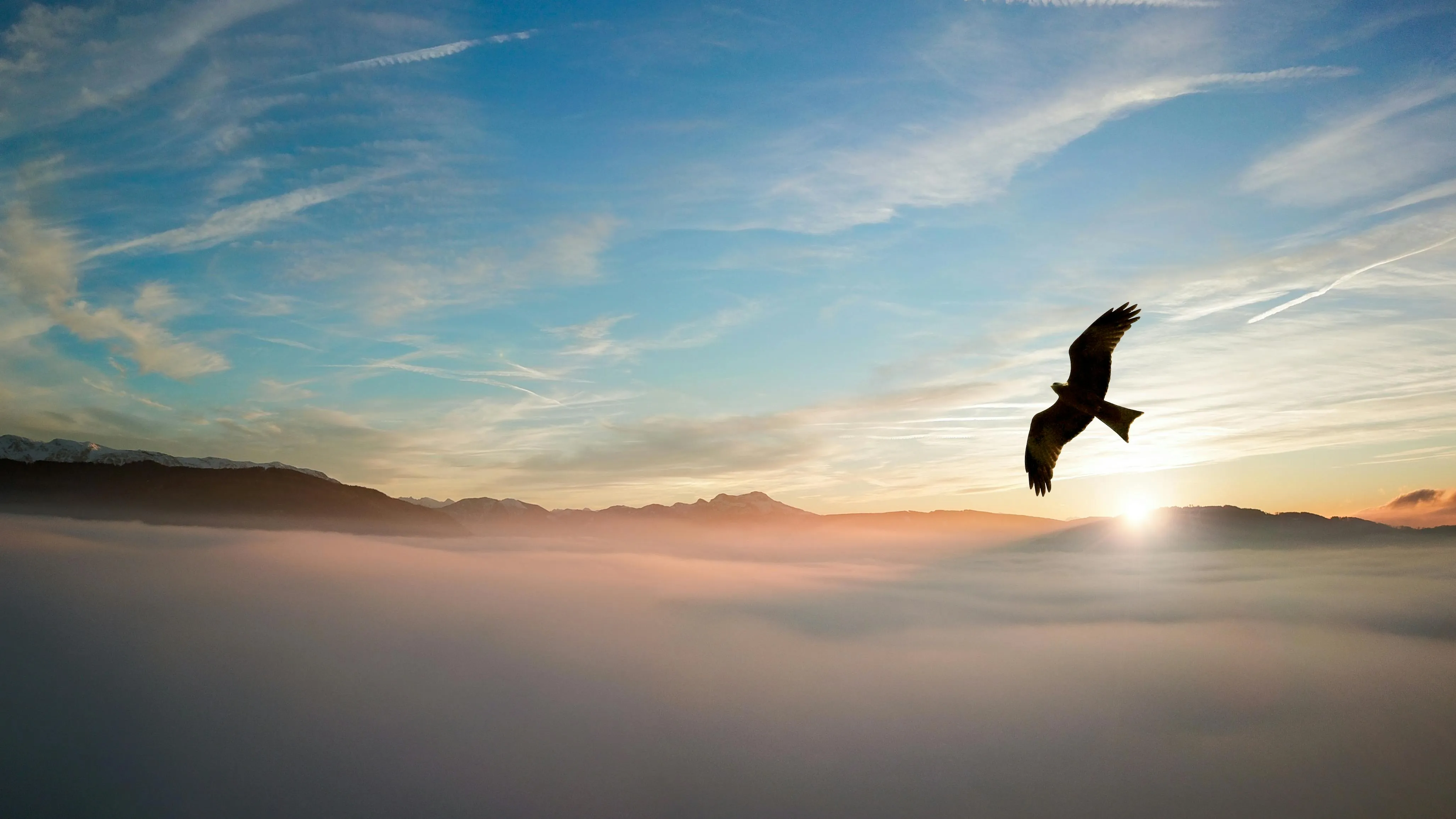 Bird Flying Freely in Colorful Sky During Sunset Hours