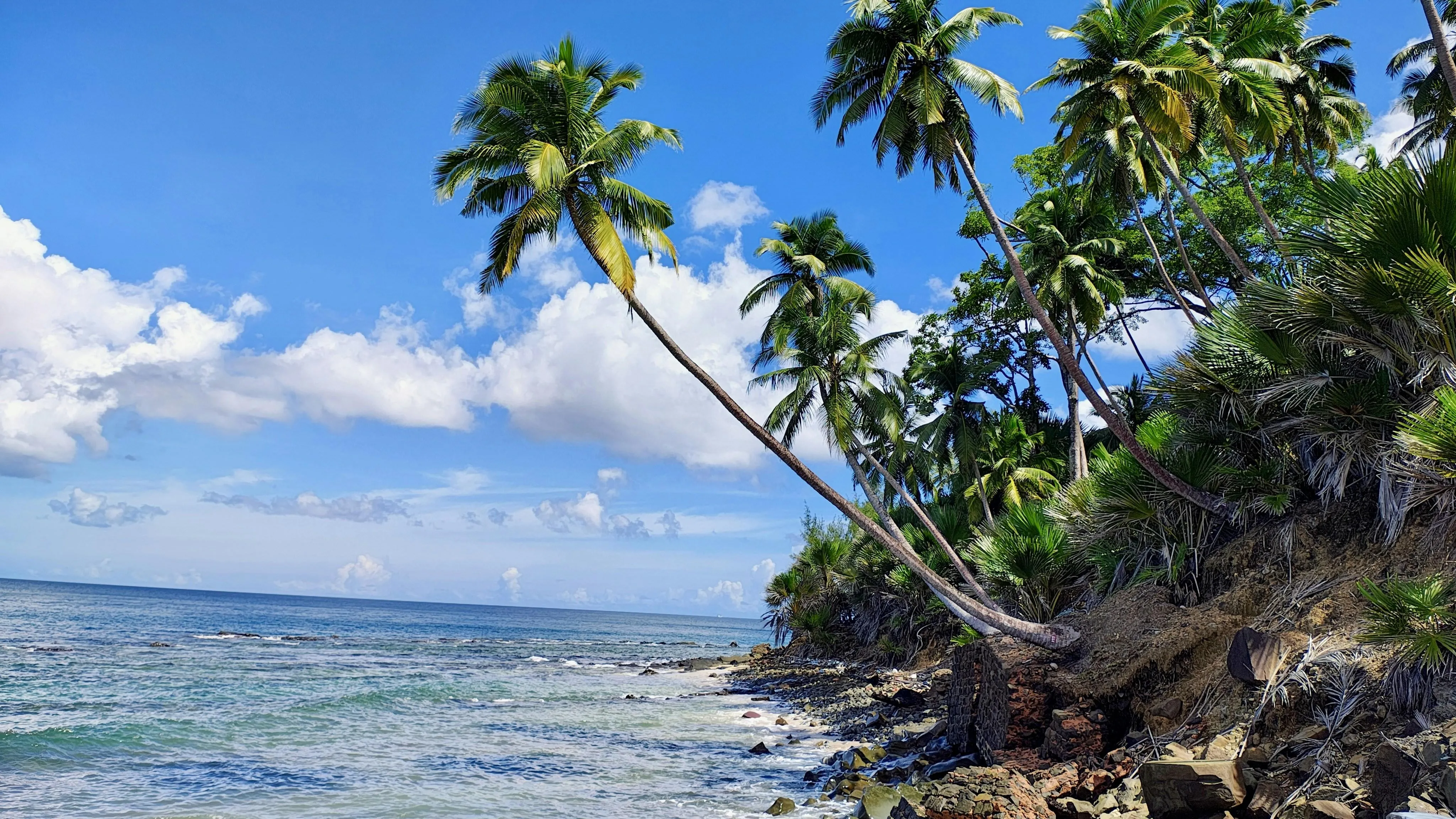 Birds flying near leafy trees under sunny blue sky
