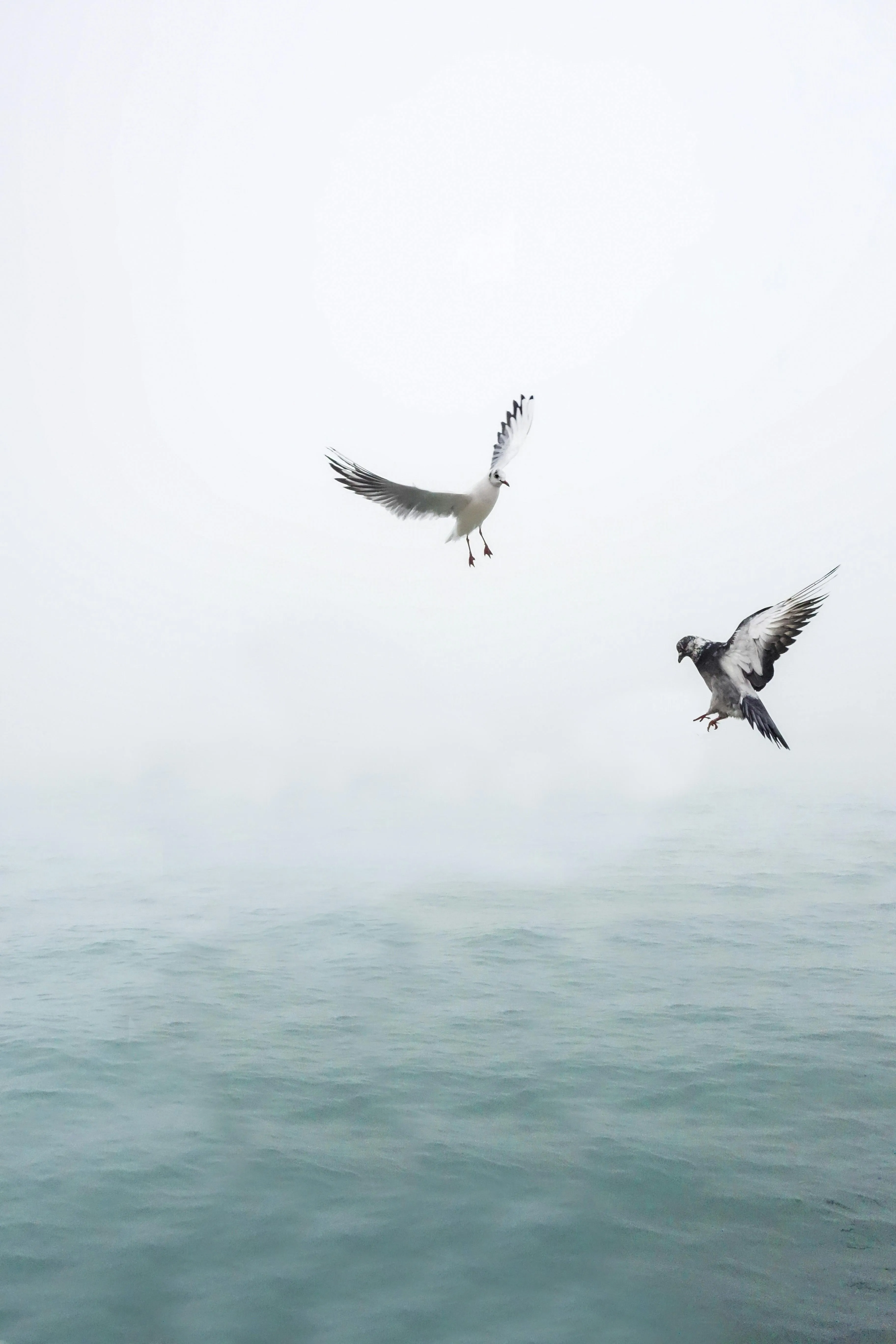 Birds Flying Over Calm Sea with Gentle Cloud Cover Image