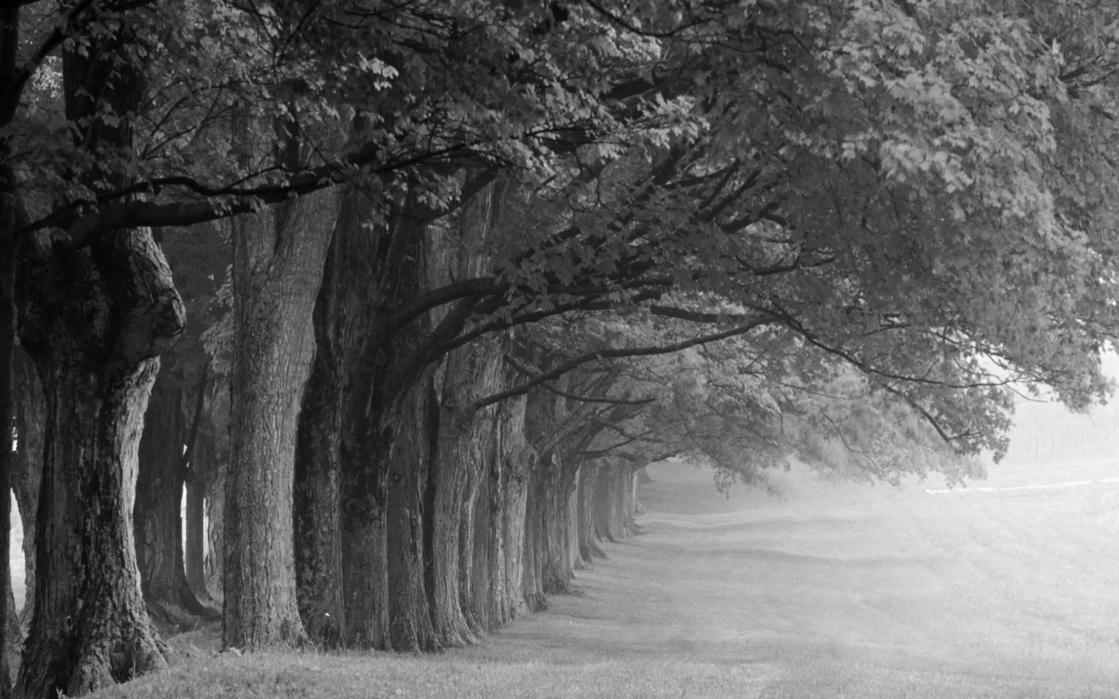 Black and White Photo of Tree Lined Pathway Under Cloudy Sky