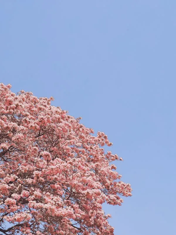 Blooming Tree Reaches Up Into Soft Pastel Blue Sky