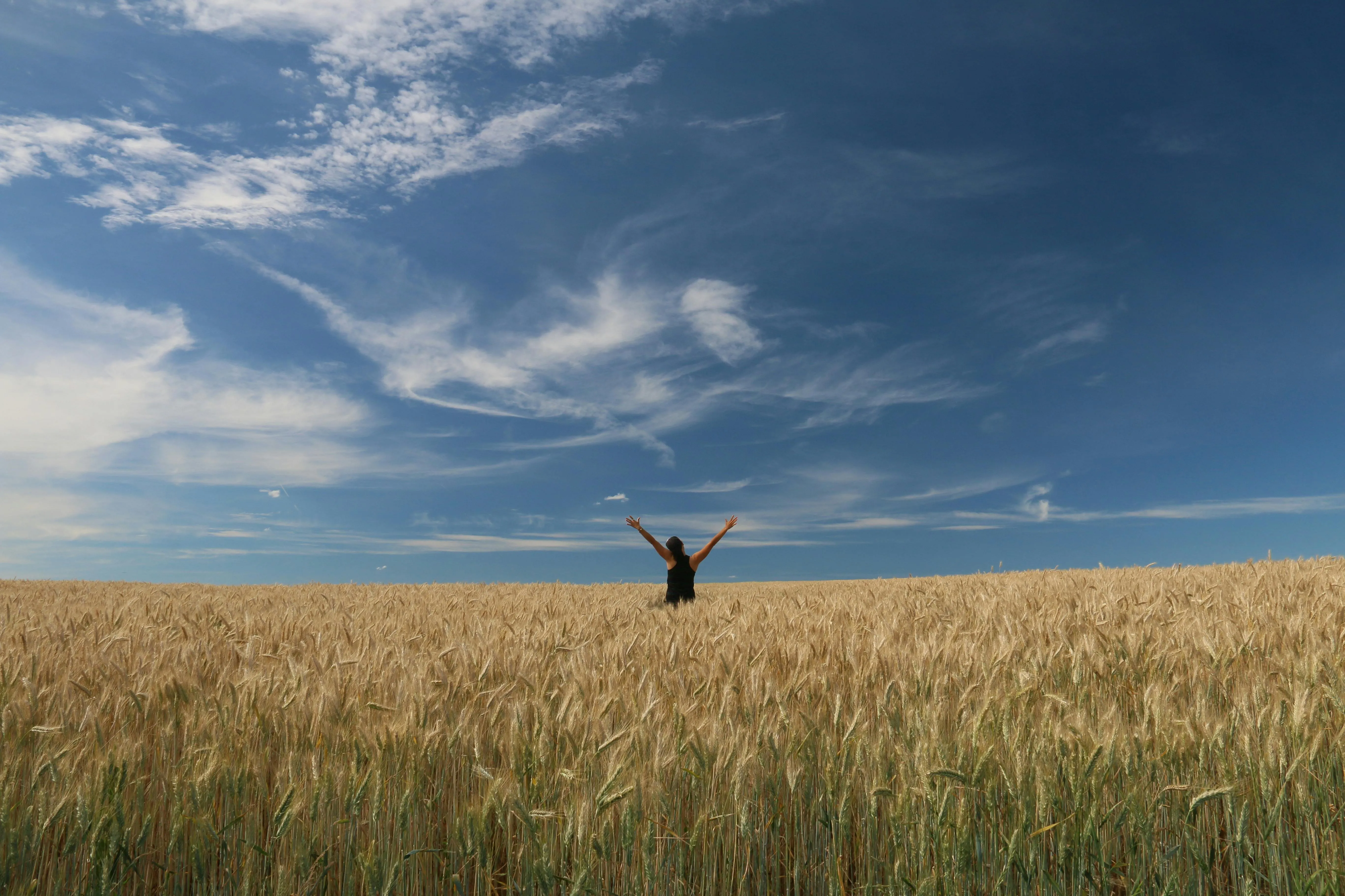 Blue Sky and White Clouds Above Golden Wheat Field