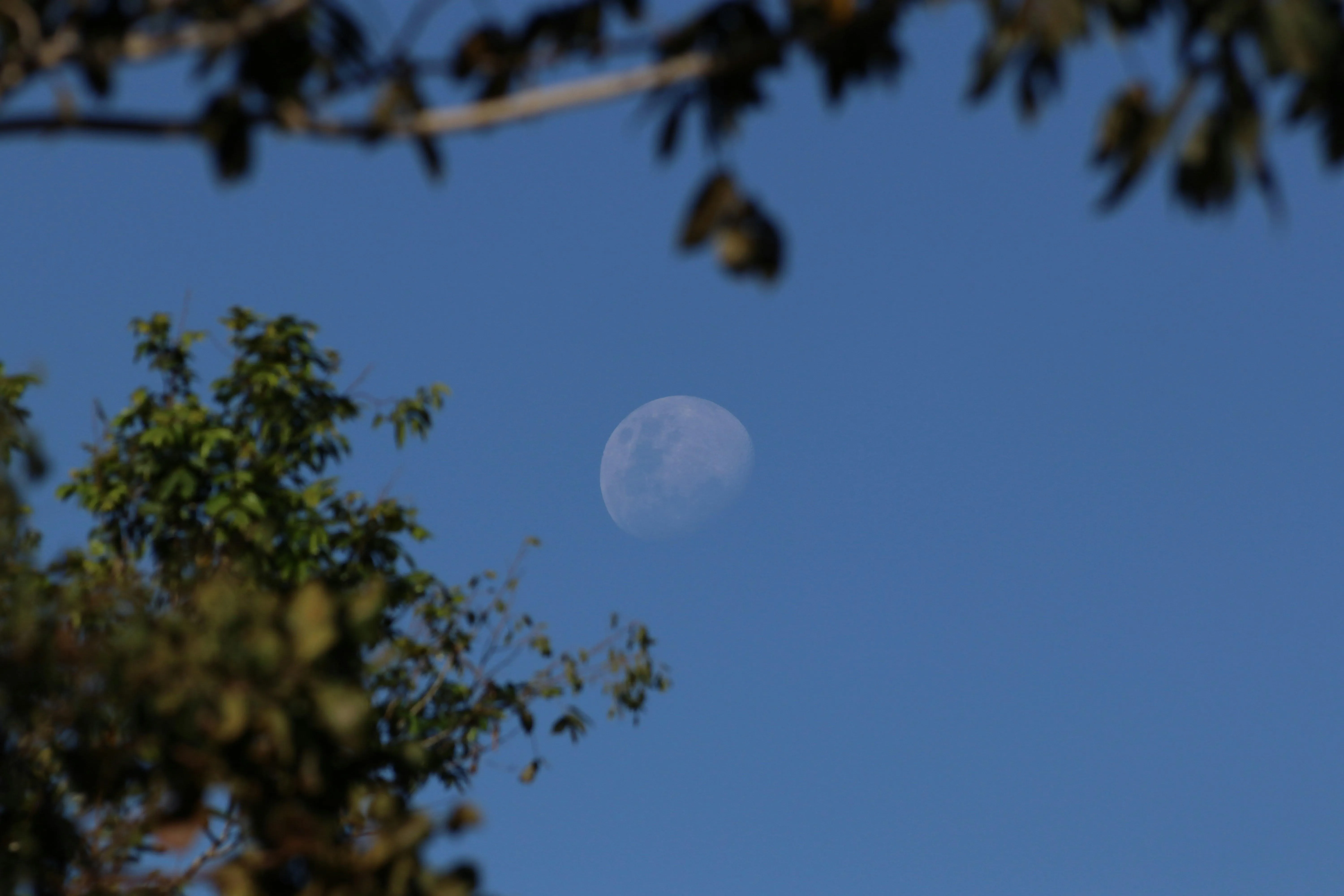 Blue Sky Framed by Branch with Tree Silhouette free image