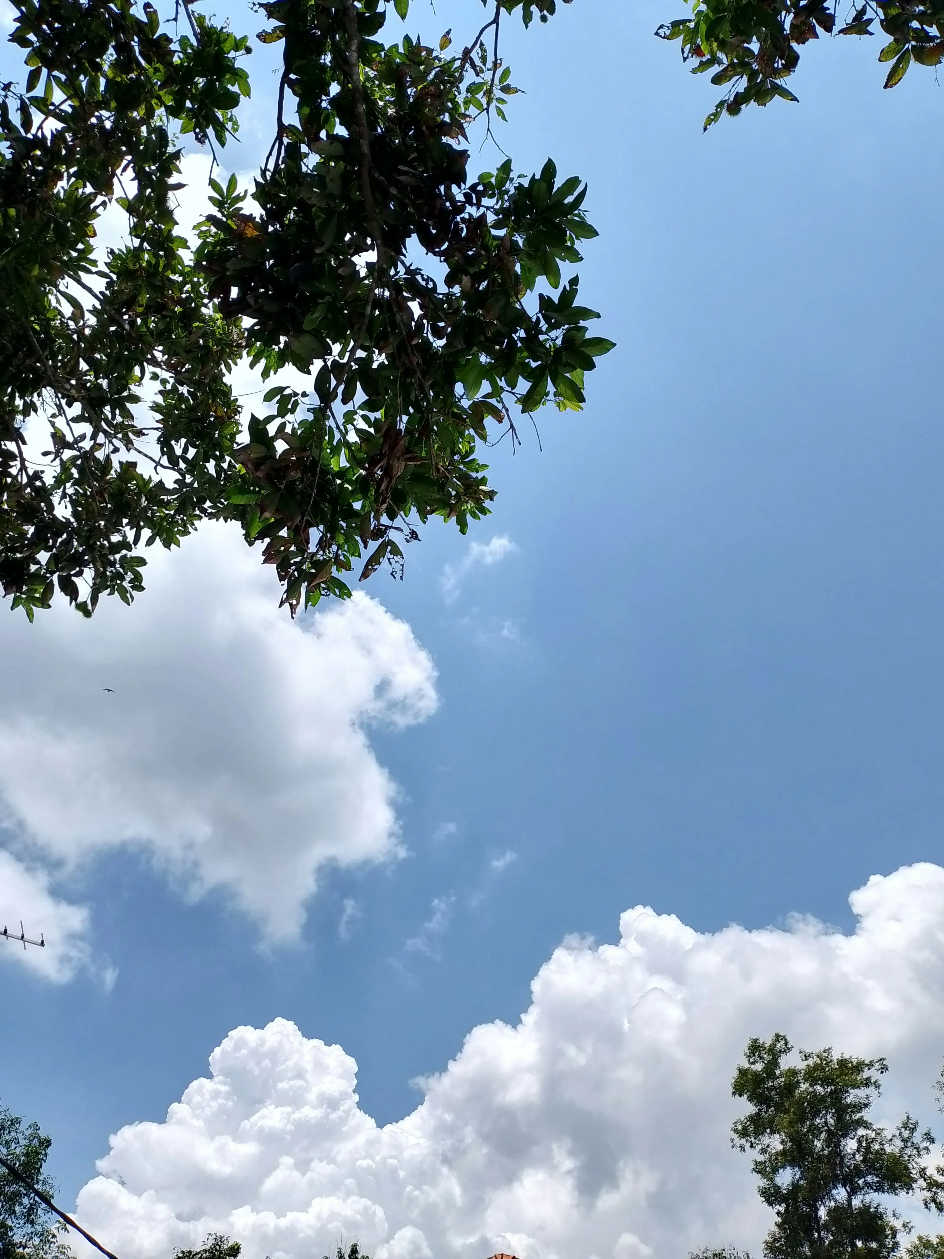 Blue Sky with Bright White Clouds and Green Tree Branch