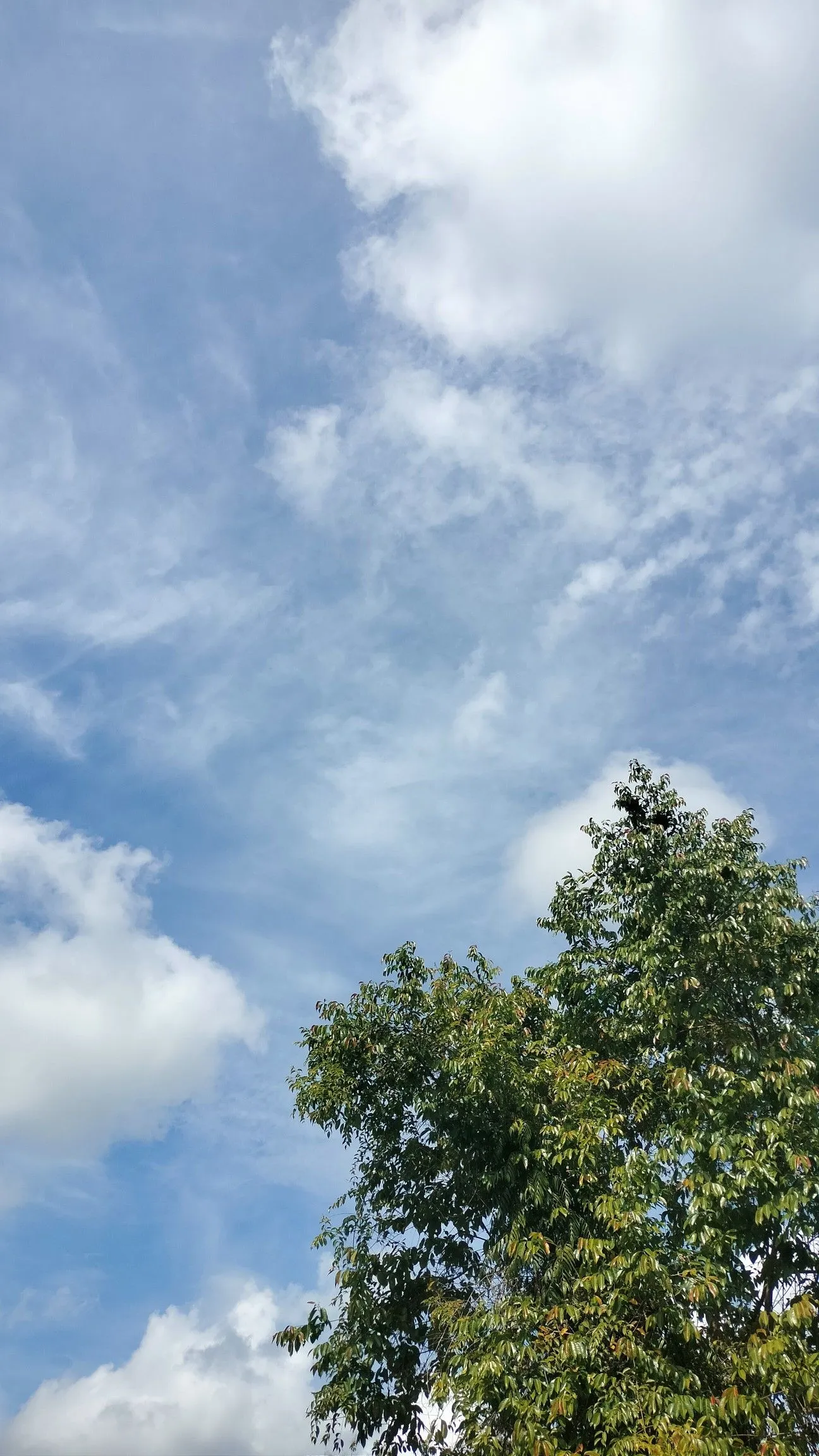 Blue Sky with Scattered White Clouds Over Tall Green Trees