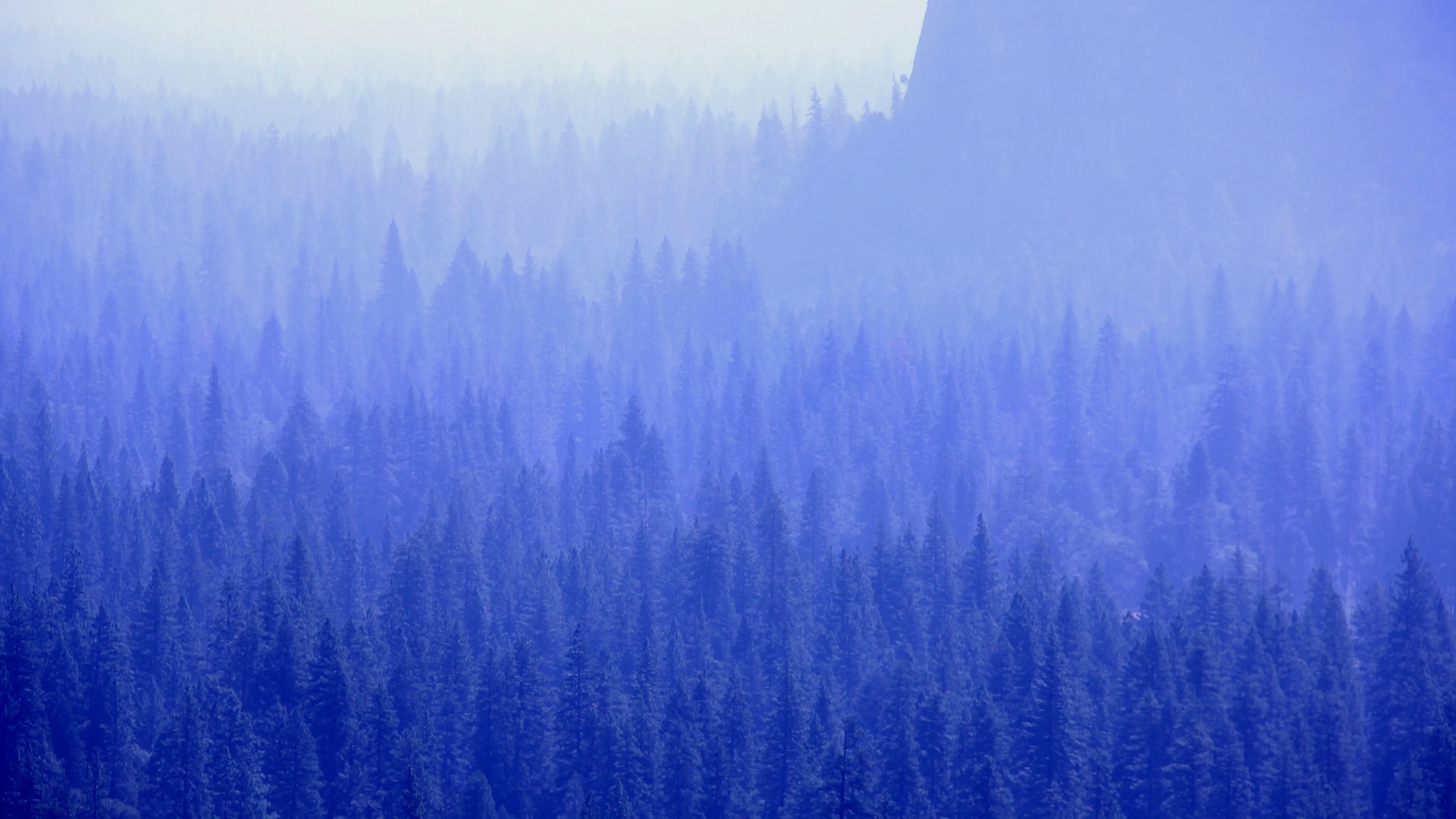 Blue Toned Fog Covering Dense Pine Forest in a Quiet Morning