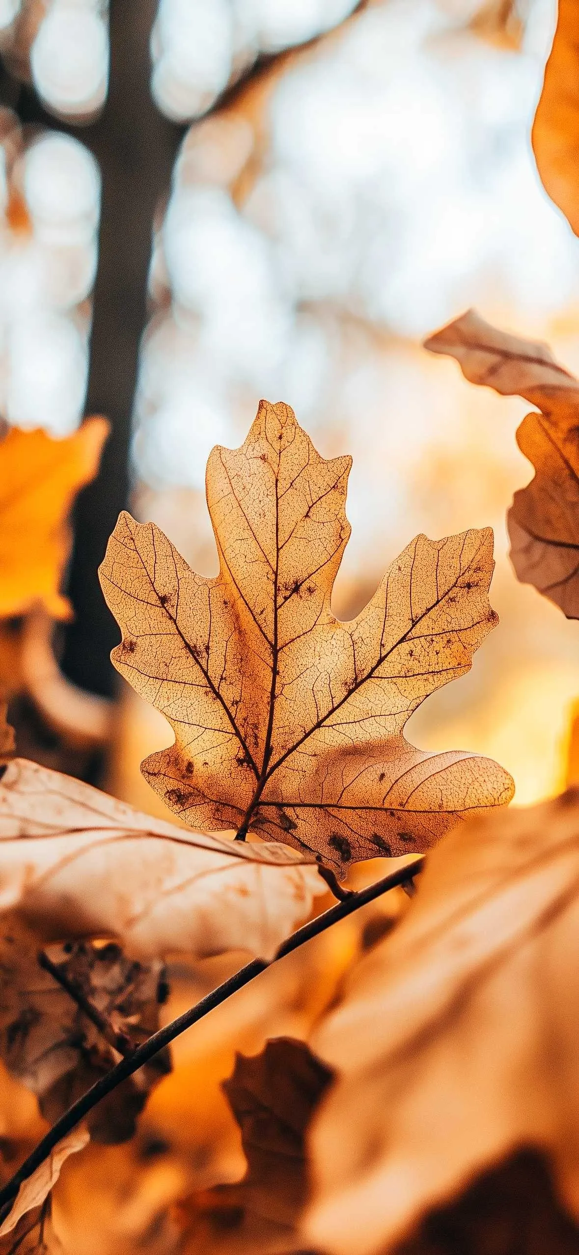 Bright Autumn Leaves on Tree Branch During Rainfall