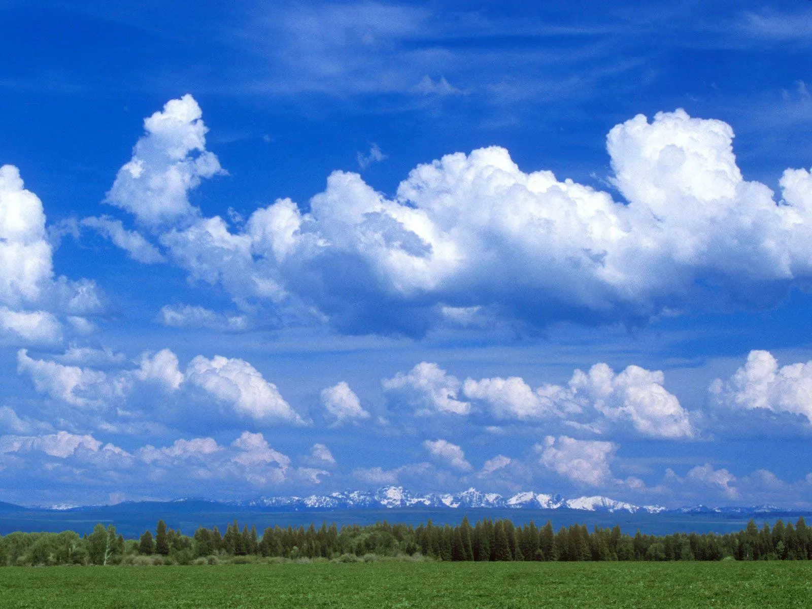 Bright Blue Sky with Large White Puffy Clouds Over Field