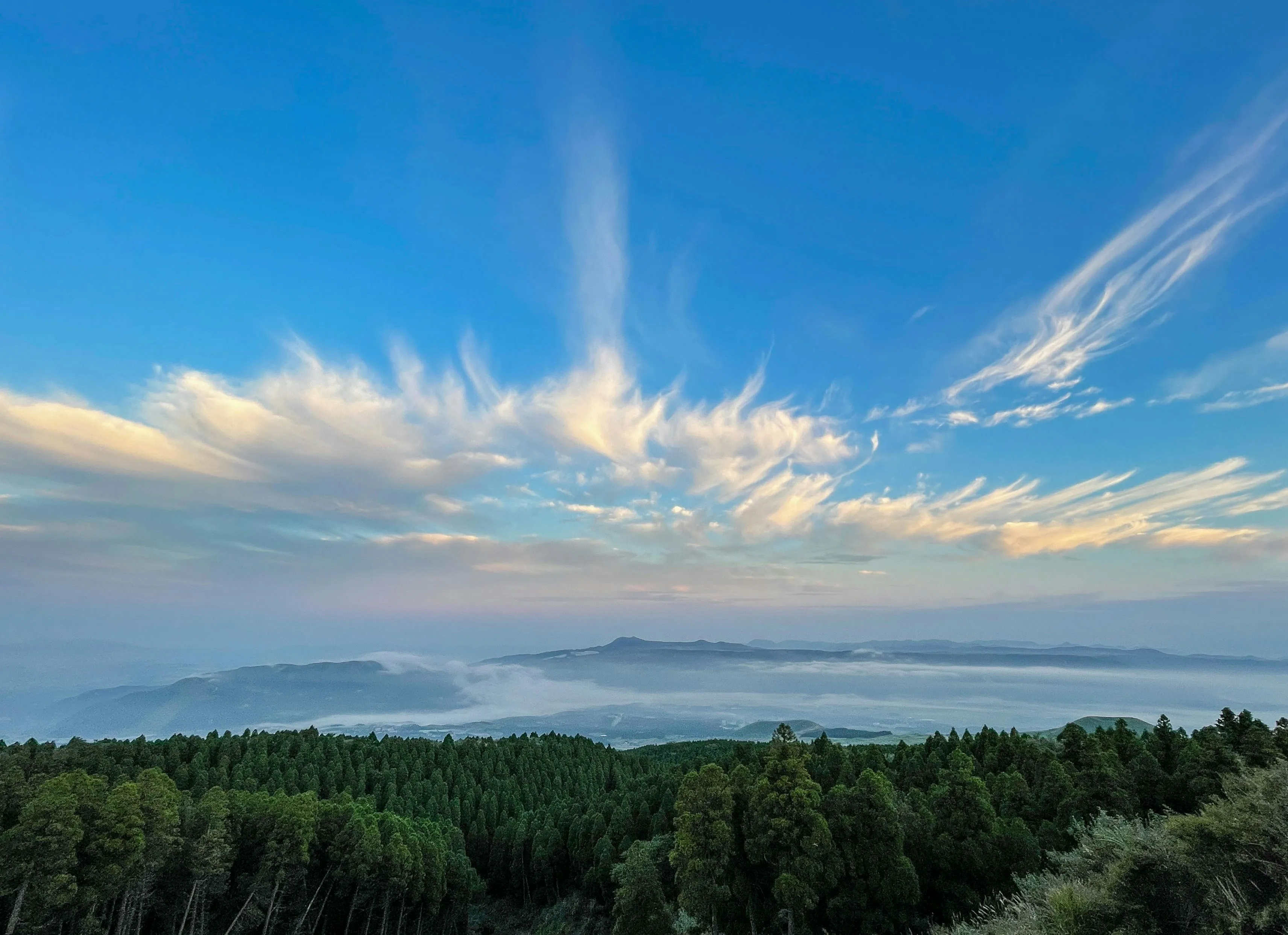 Bright Blue Sky with White Streaks of Clouds Above Trees