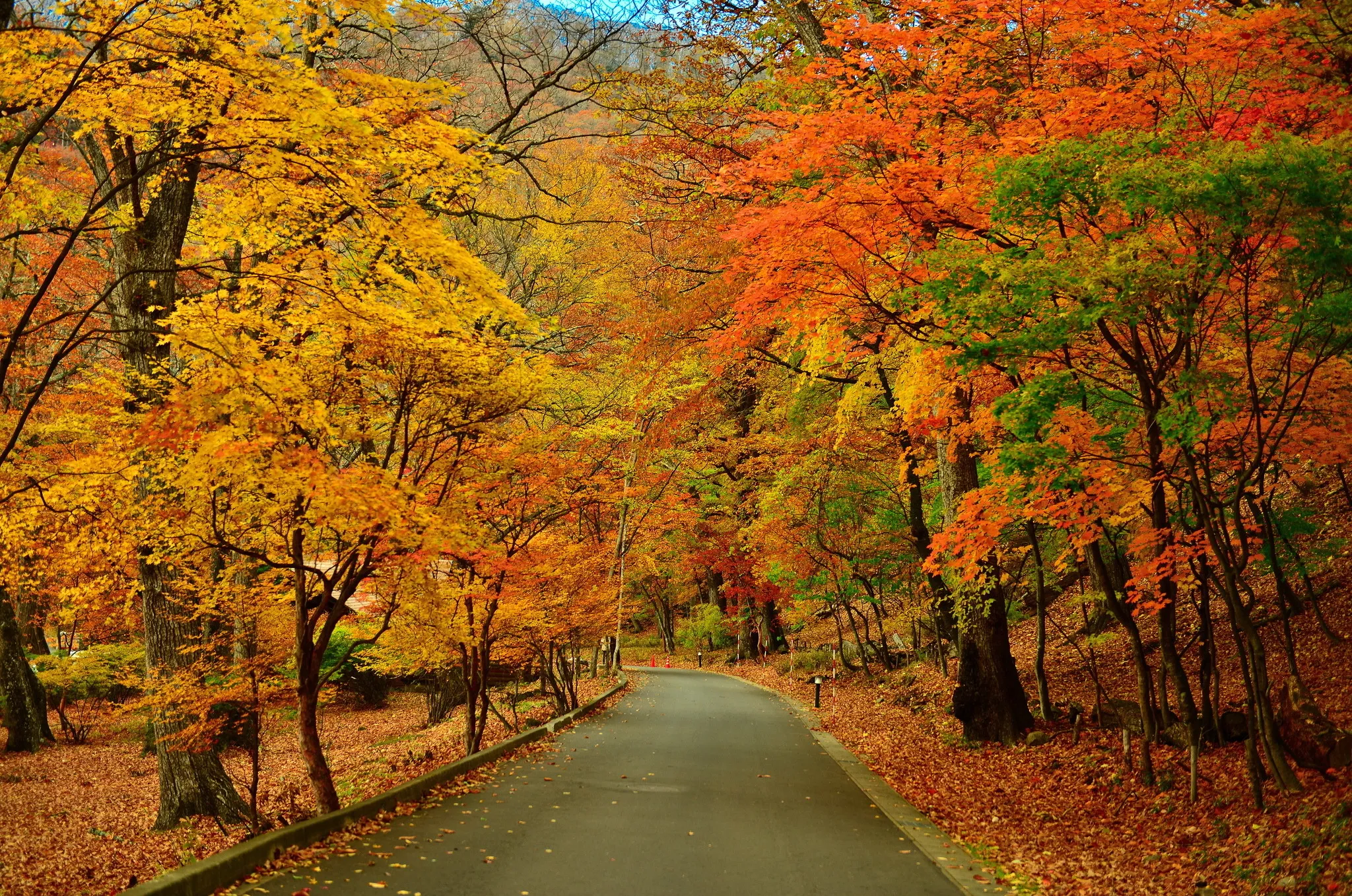 Bright Fall Trees with Red and Yellow Leaves Along the Road