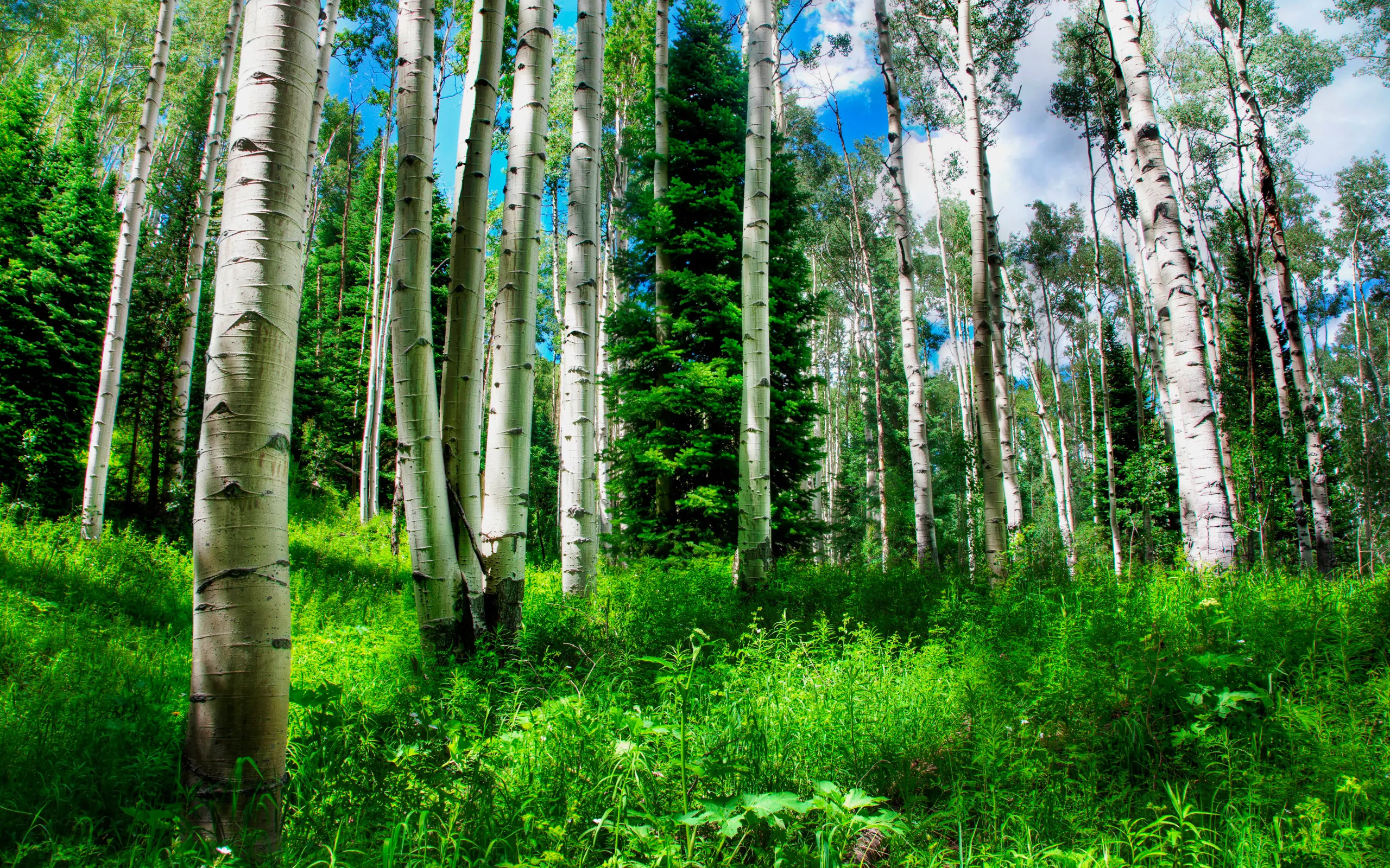 Bright Green Forest with Tall Slender Trees and Blue Sky