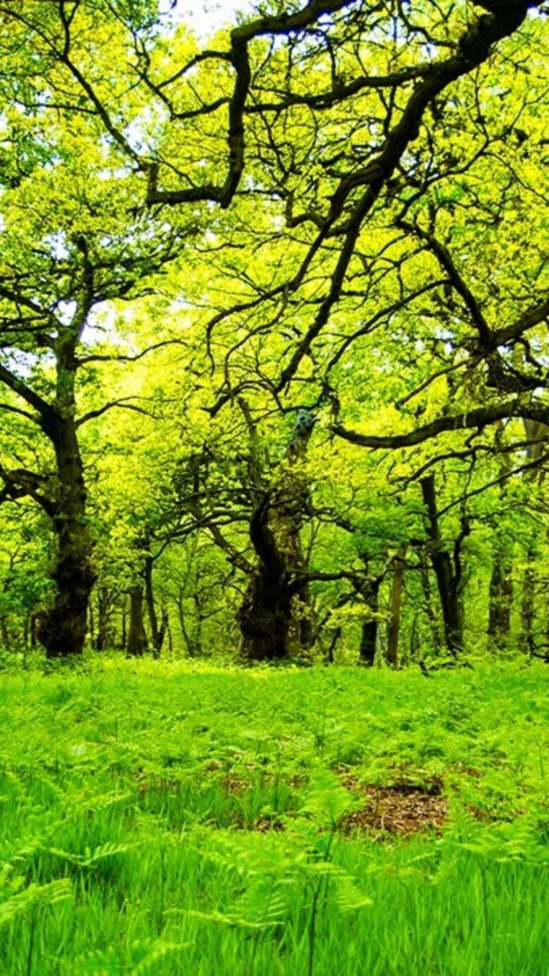 Bright Green Forest Trees on a Fresh Grassy Forest Wallpaper