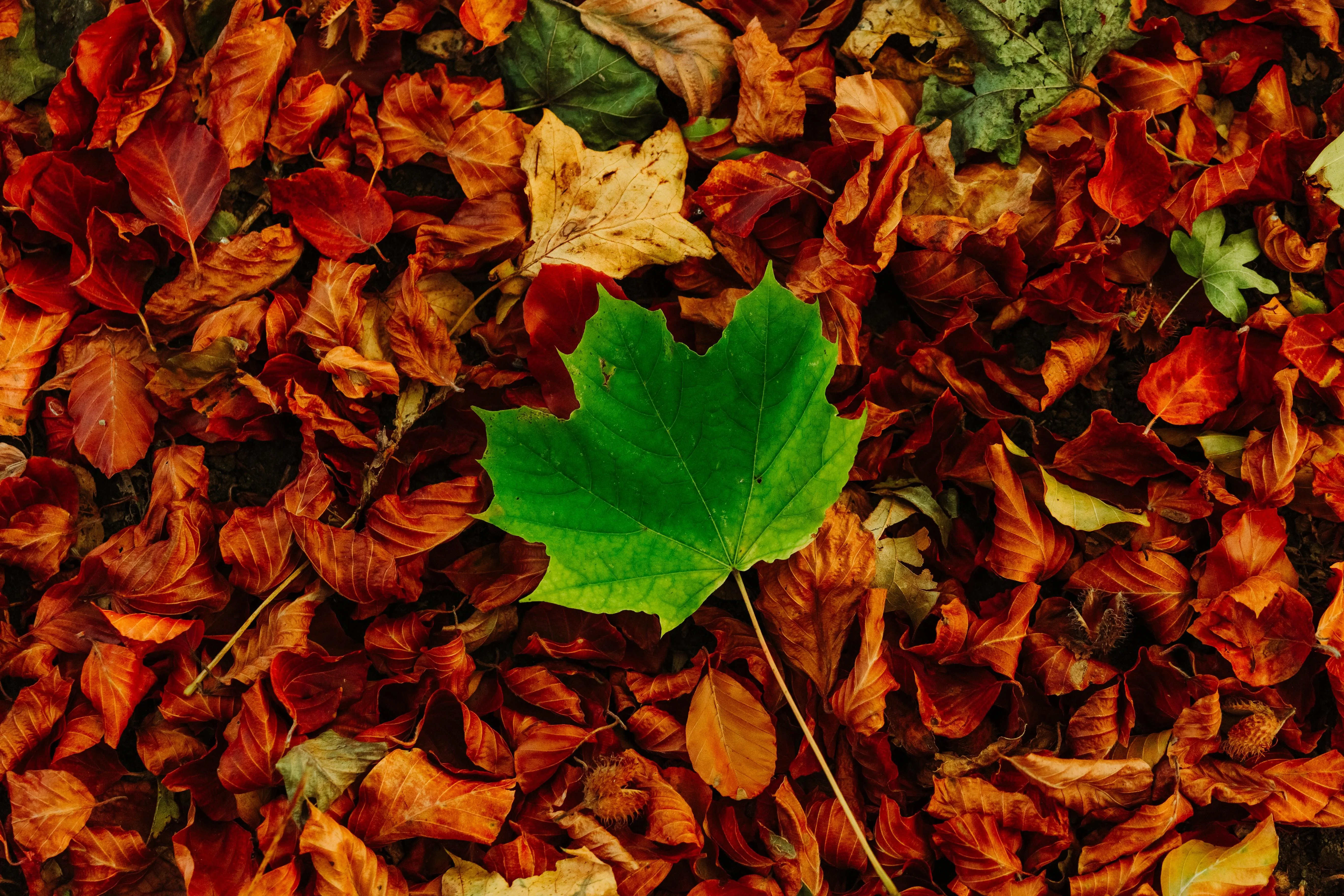 Bright green maple leaf on pile of red autumn leaves
