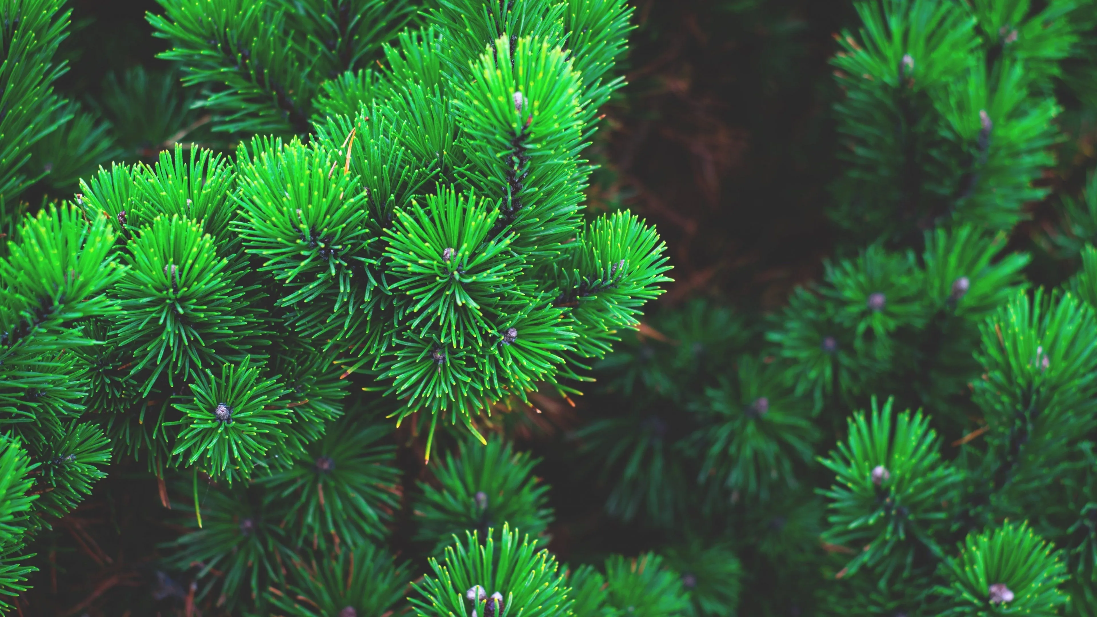 Bright Green Pine Needles Close Up in Dense Natural Forest