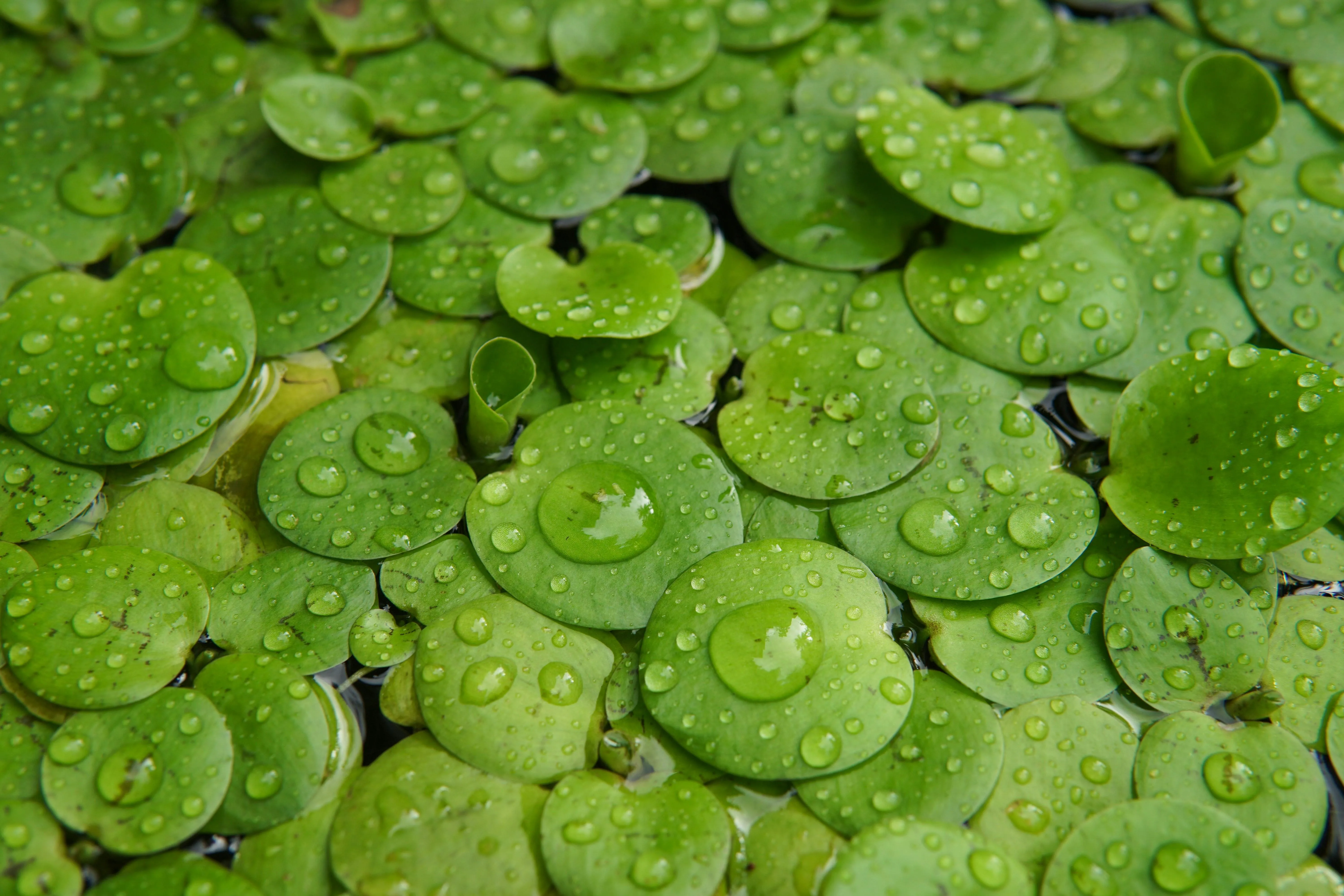 Bright Green Water Lilies Floating in Pond Surface