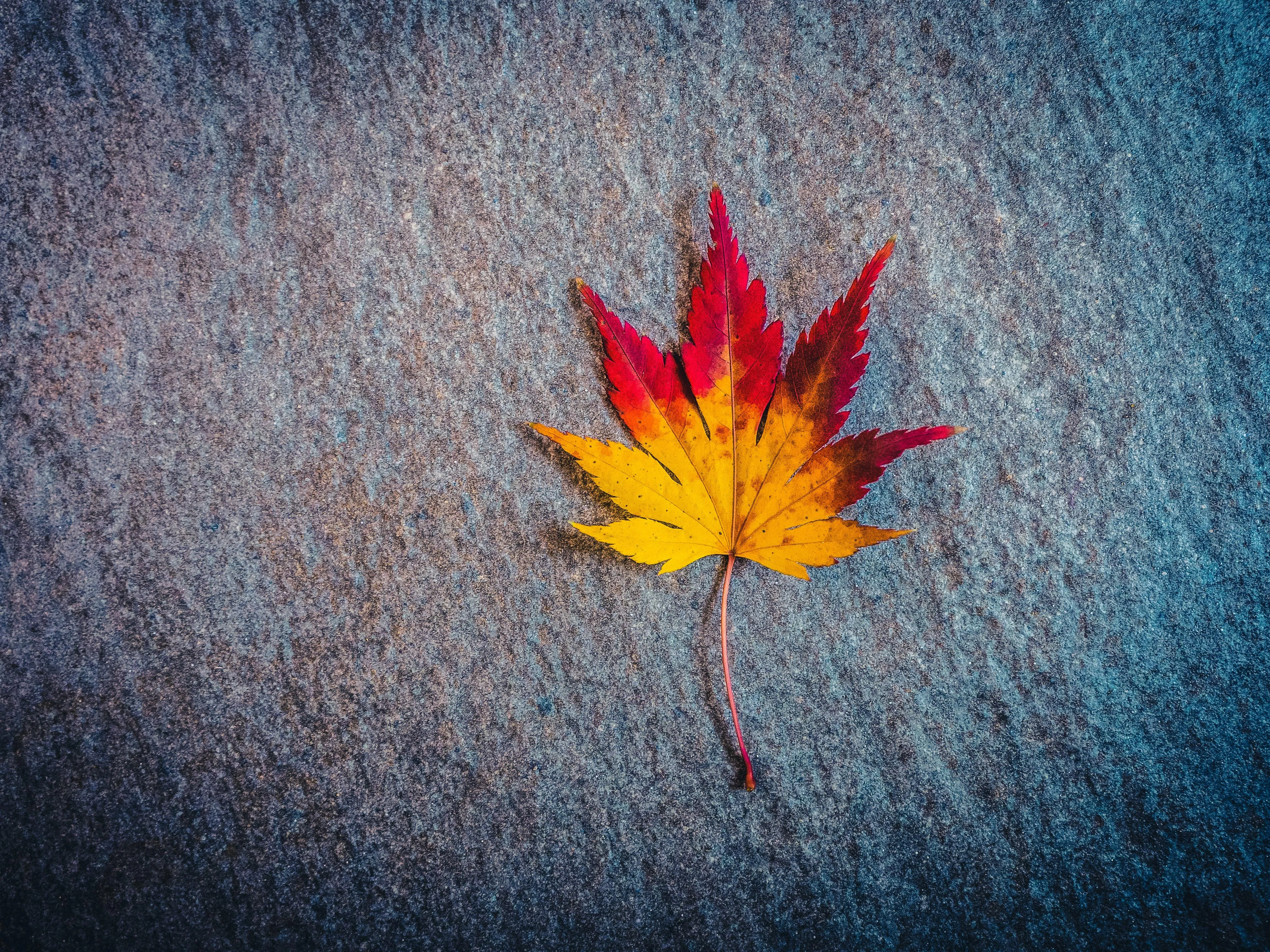 Bright maple leaf on textured ground with autumn colors