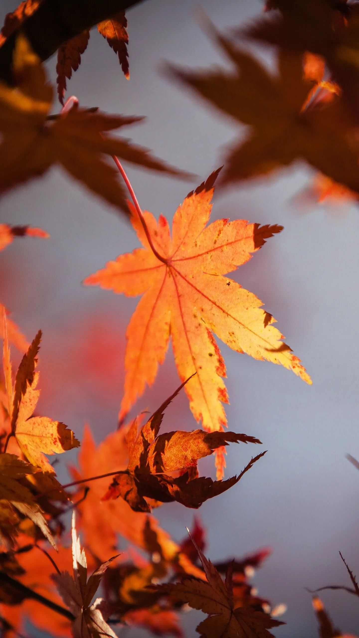 Bright Orange Maple Leaves Glowing in the Afternoon Sun