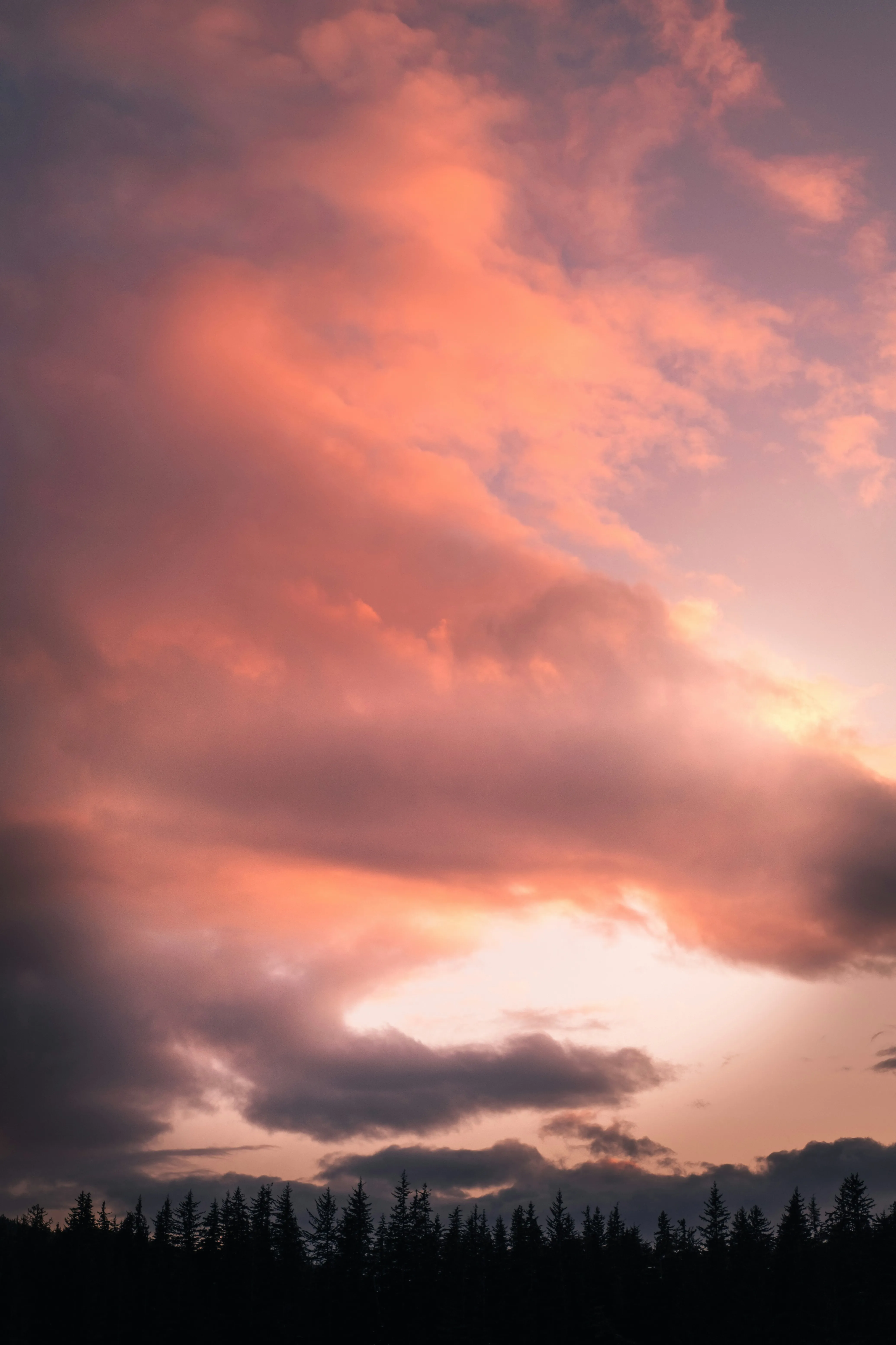 Bright Pink and Orange Sunset Clouds Over Tree Silhouettes
